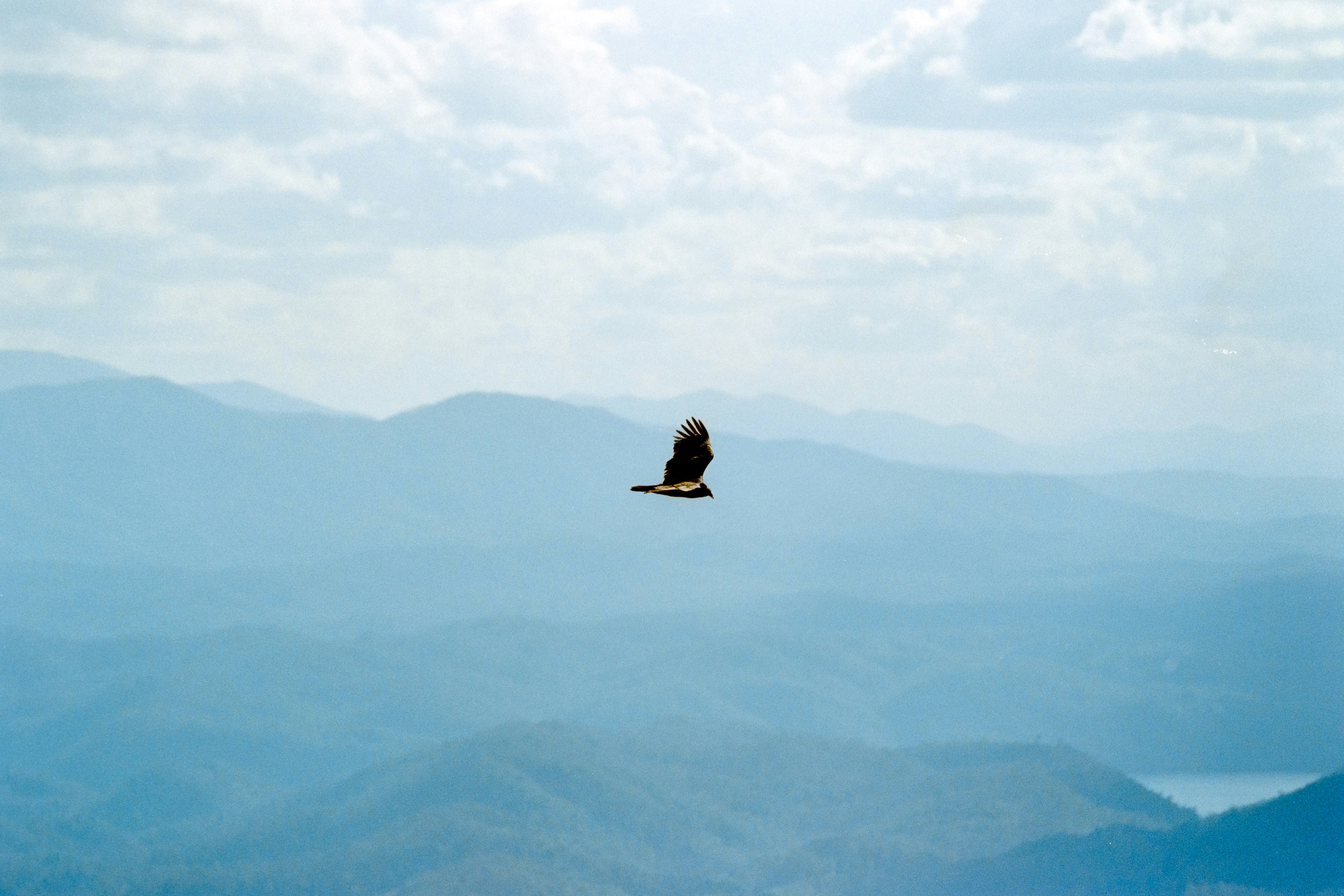 Un águila sobrevuela montañas azules lejanas.