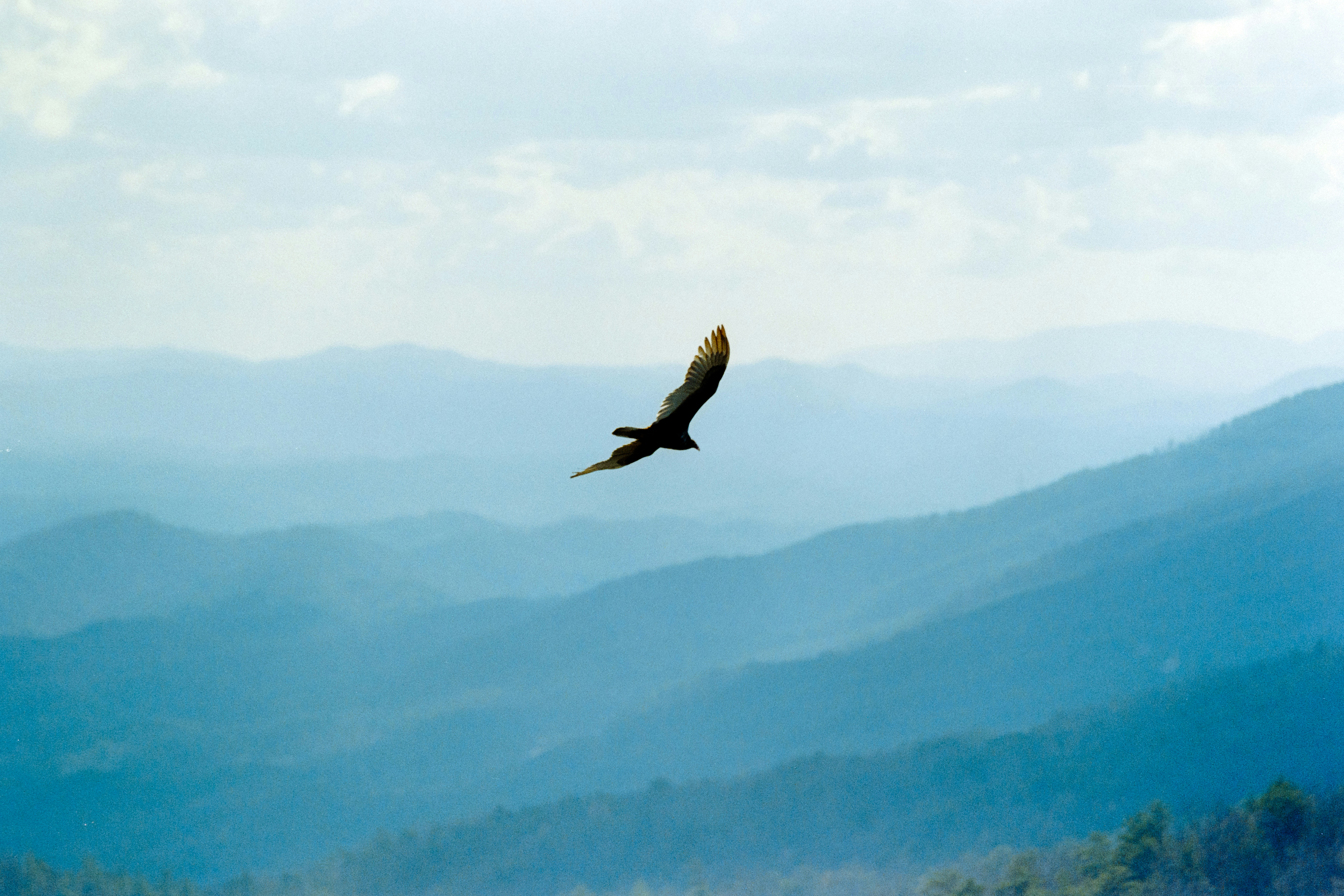 Un pájaro surca montañas azules onduladas