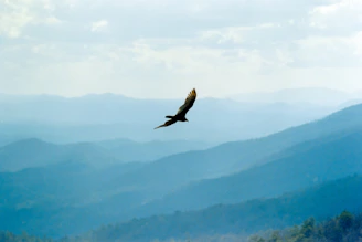 A bird soars over rolling blue mountains