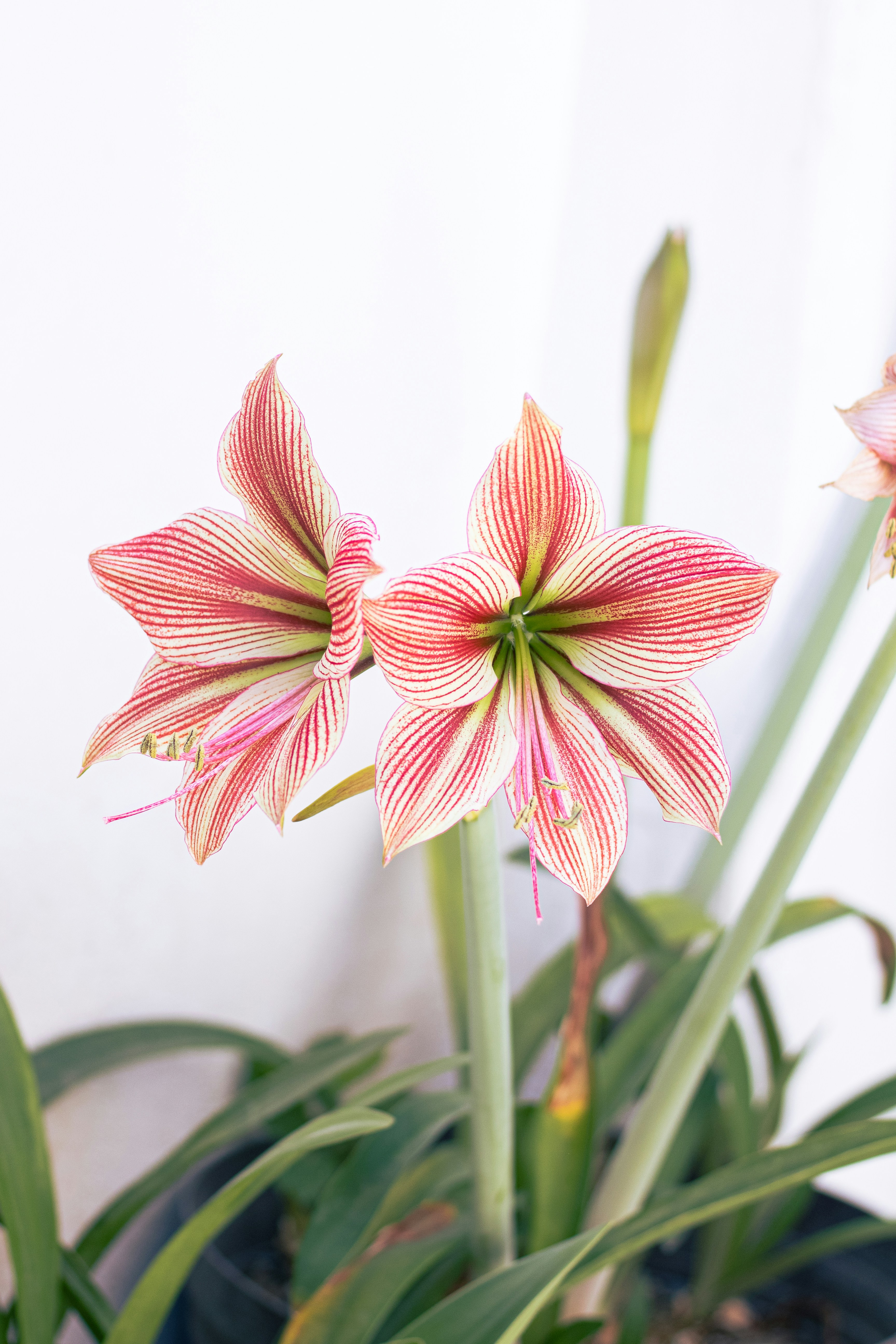 Two striped pink and white amaryllis flowers bloom.