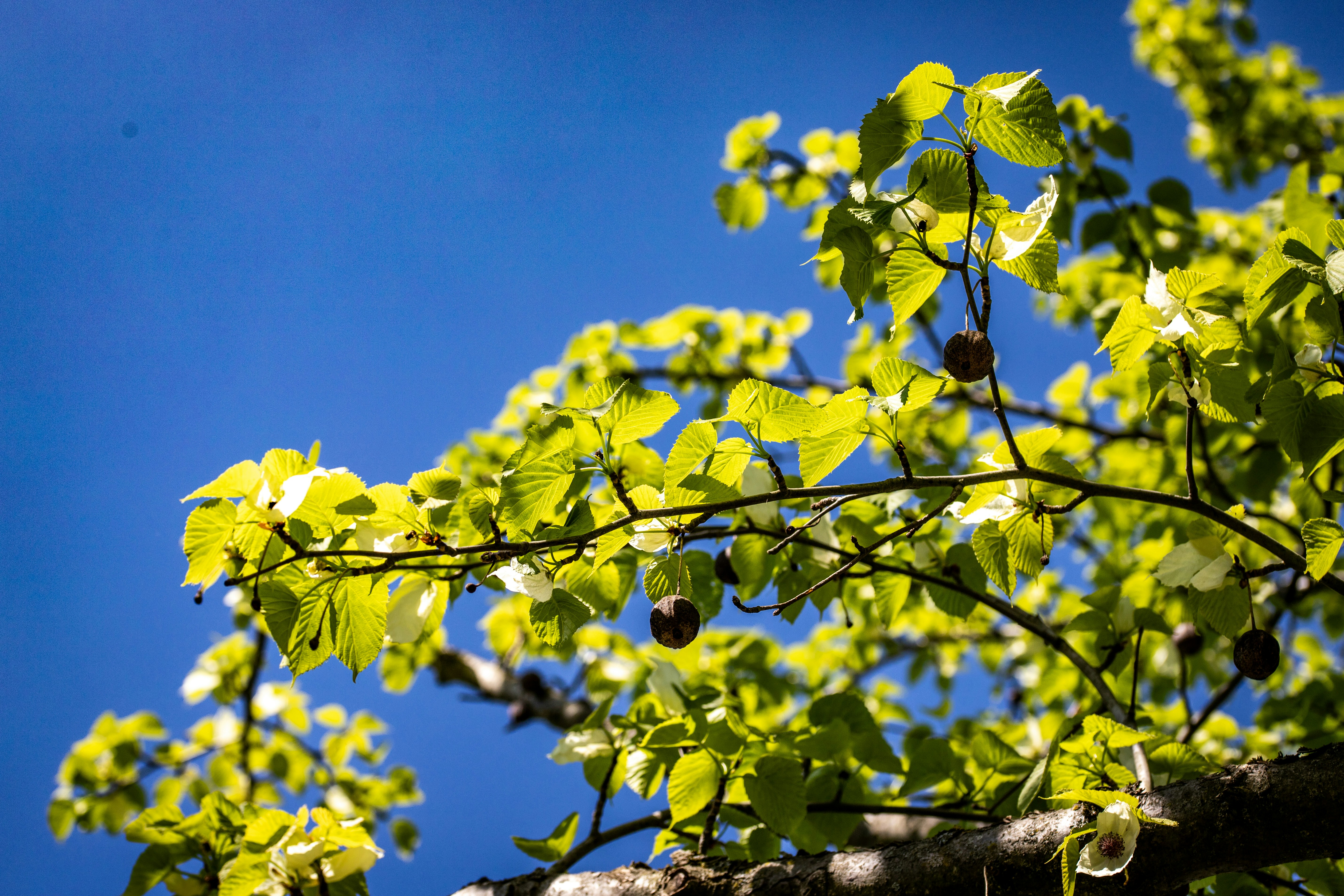Photo by hdbernd