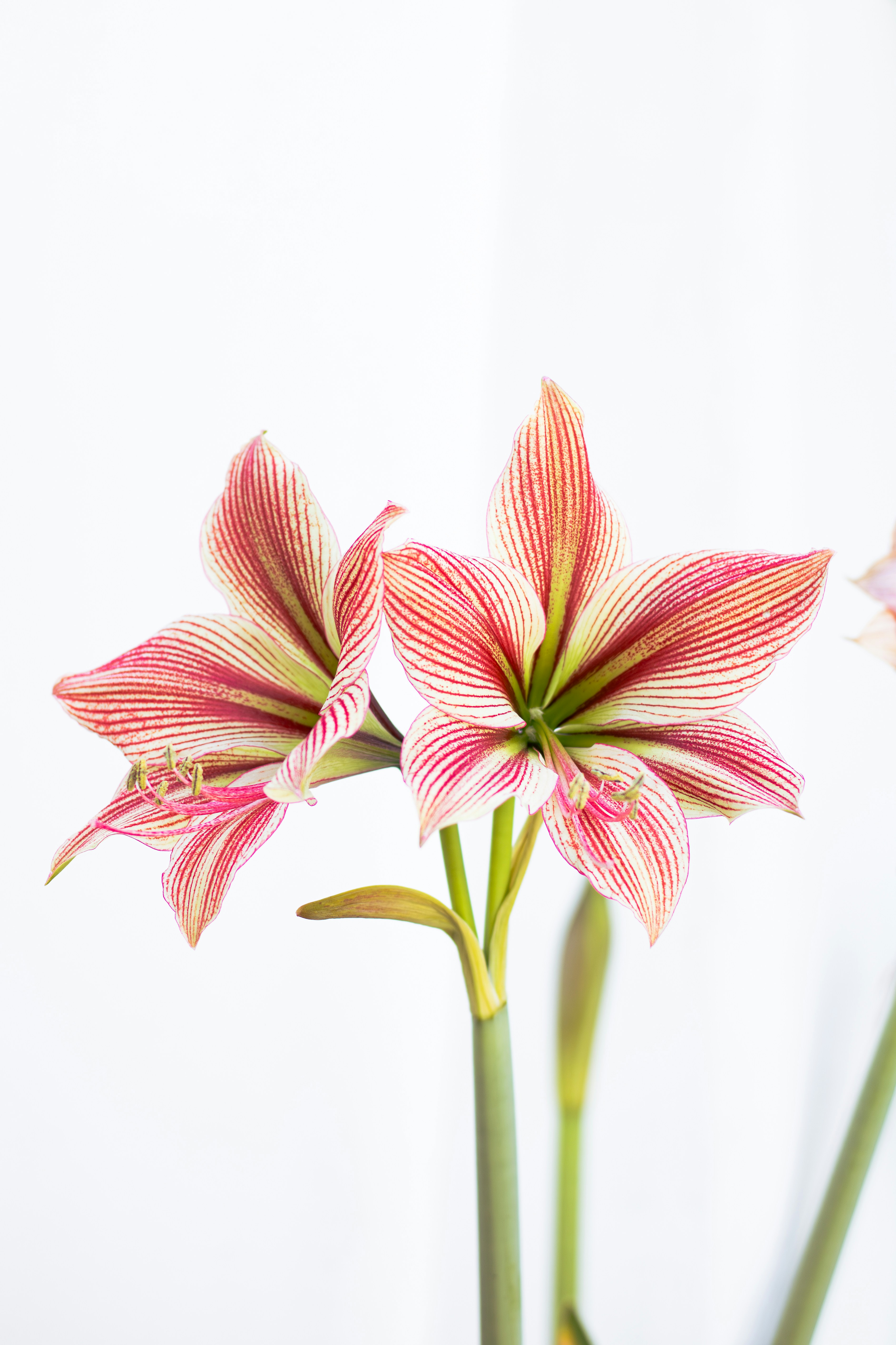 Two striped amaryllis flowers against white background