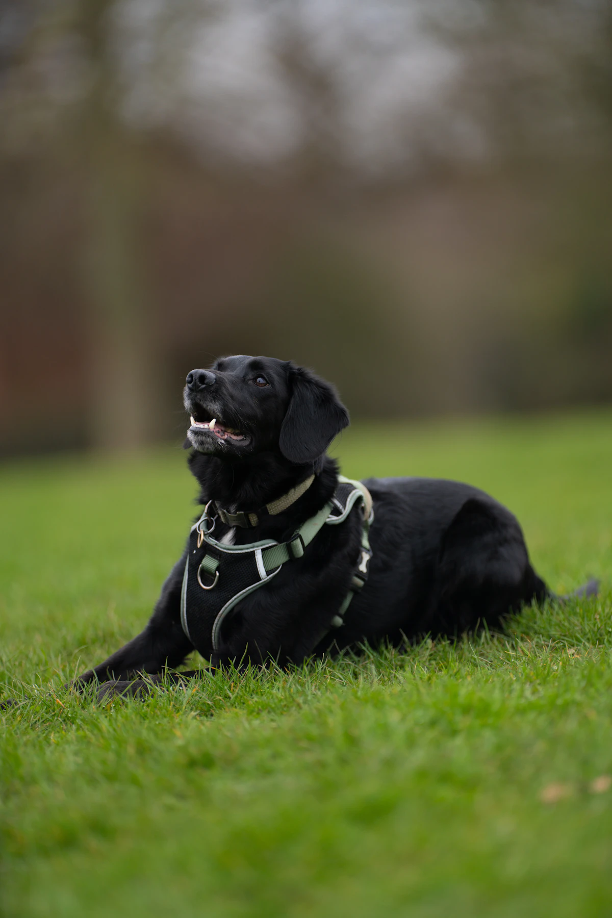 A black Labrador wearing a fitted working harness stands on grass with its handler nearby