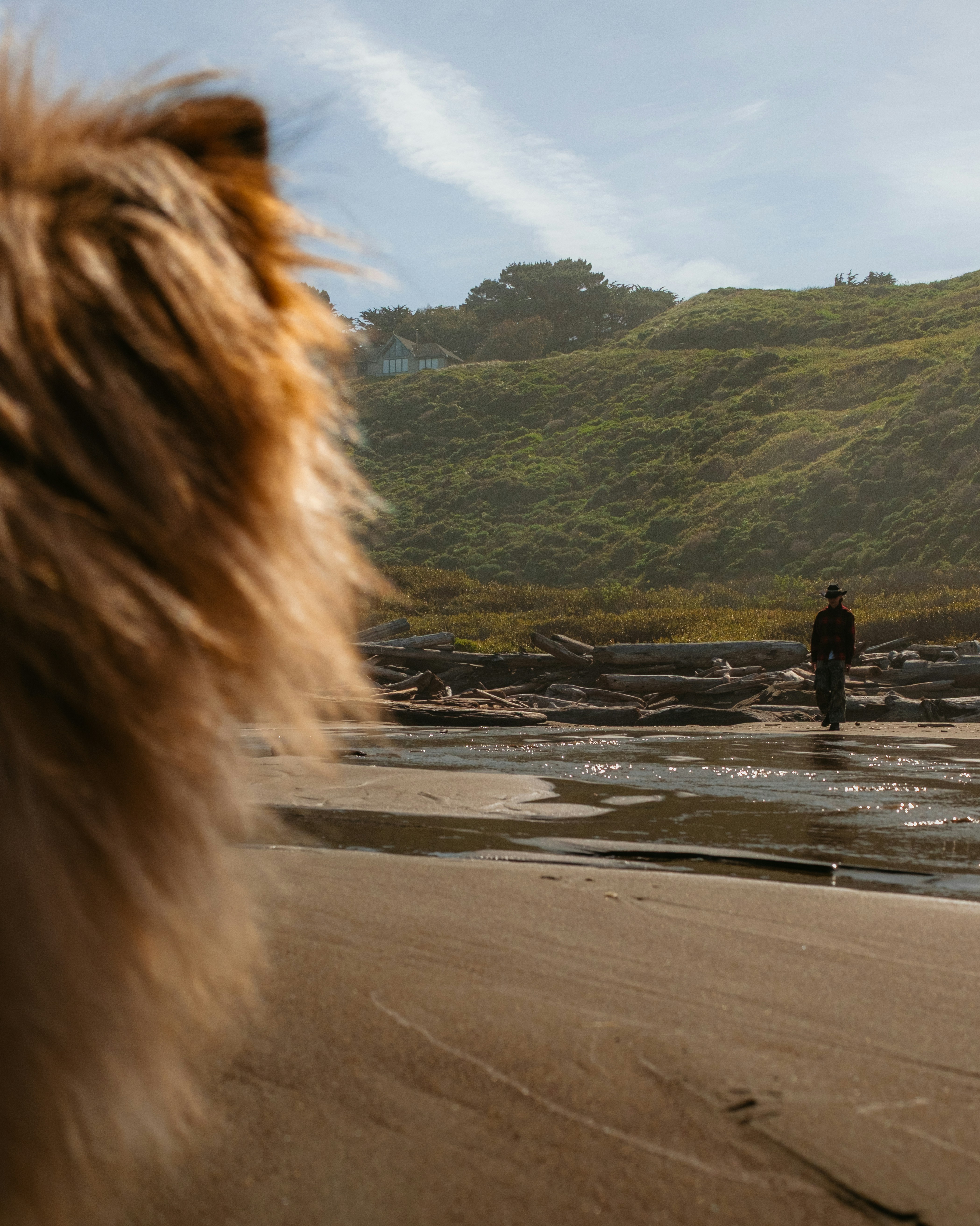 Person standing on a beach with dog in foreground