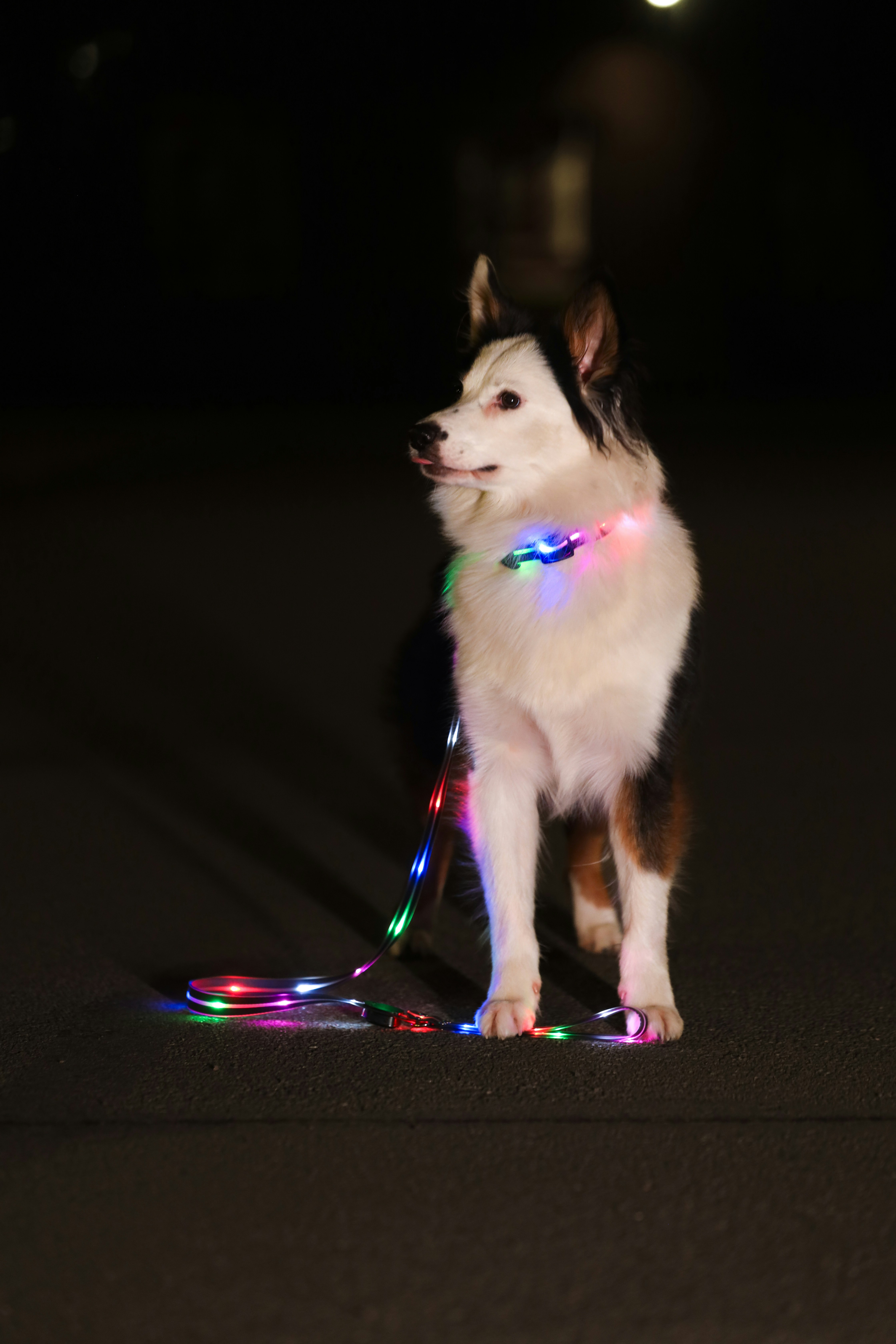 夜にカラフルなライトをつけてリードをつけた犬