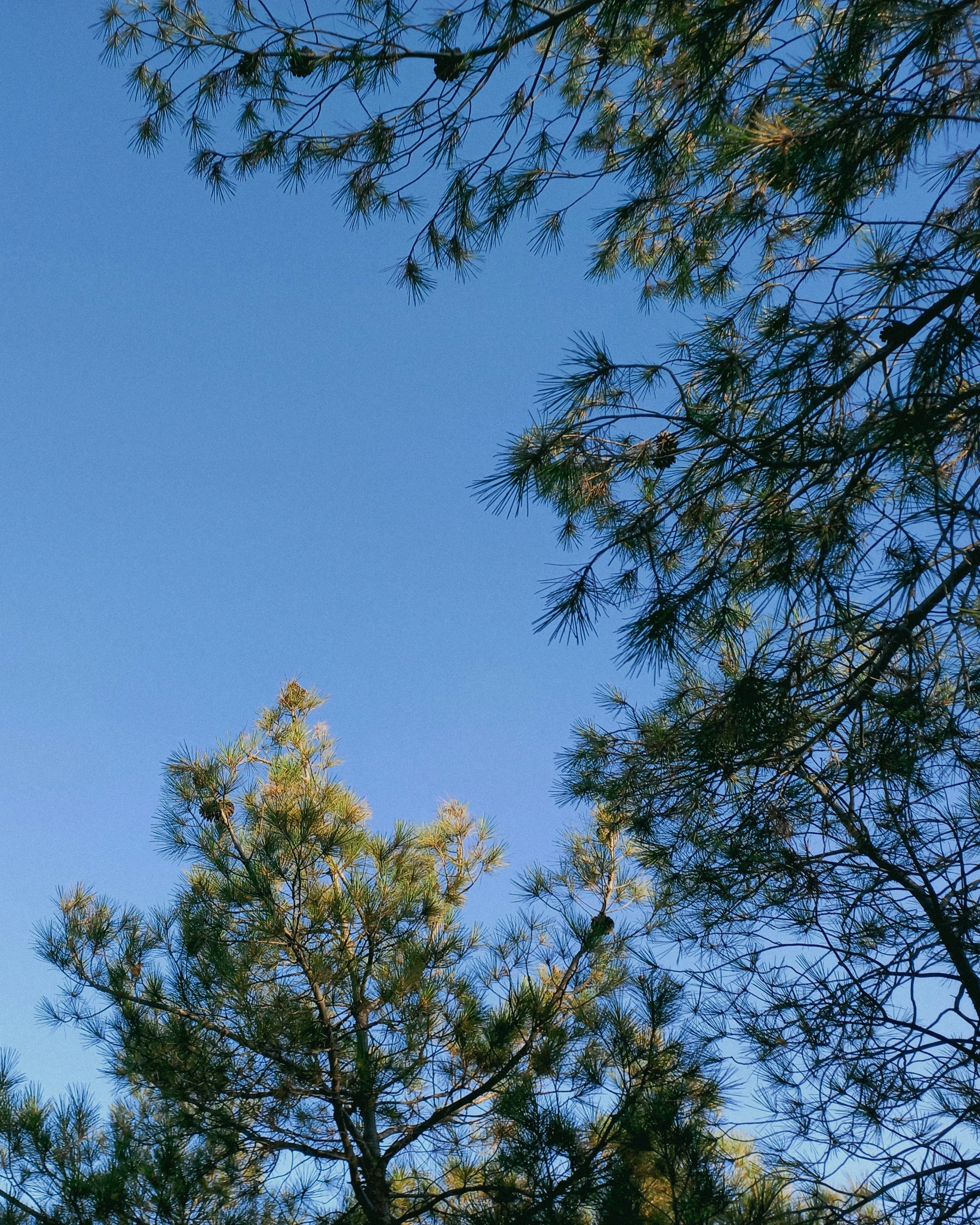 Photo by chasethepine