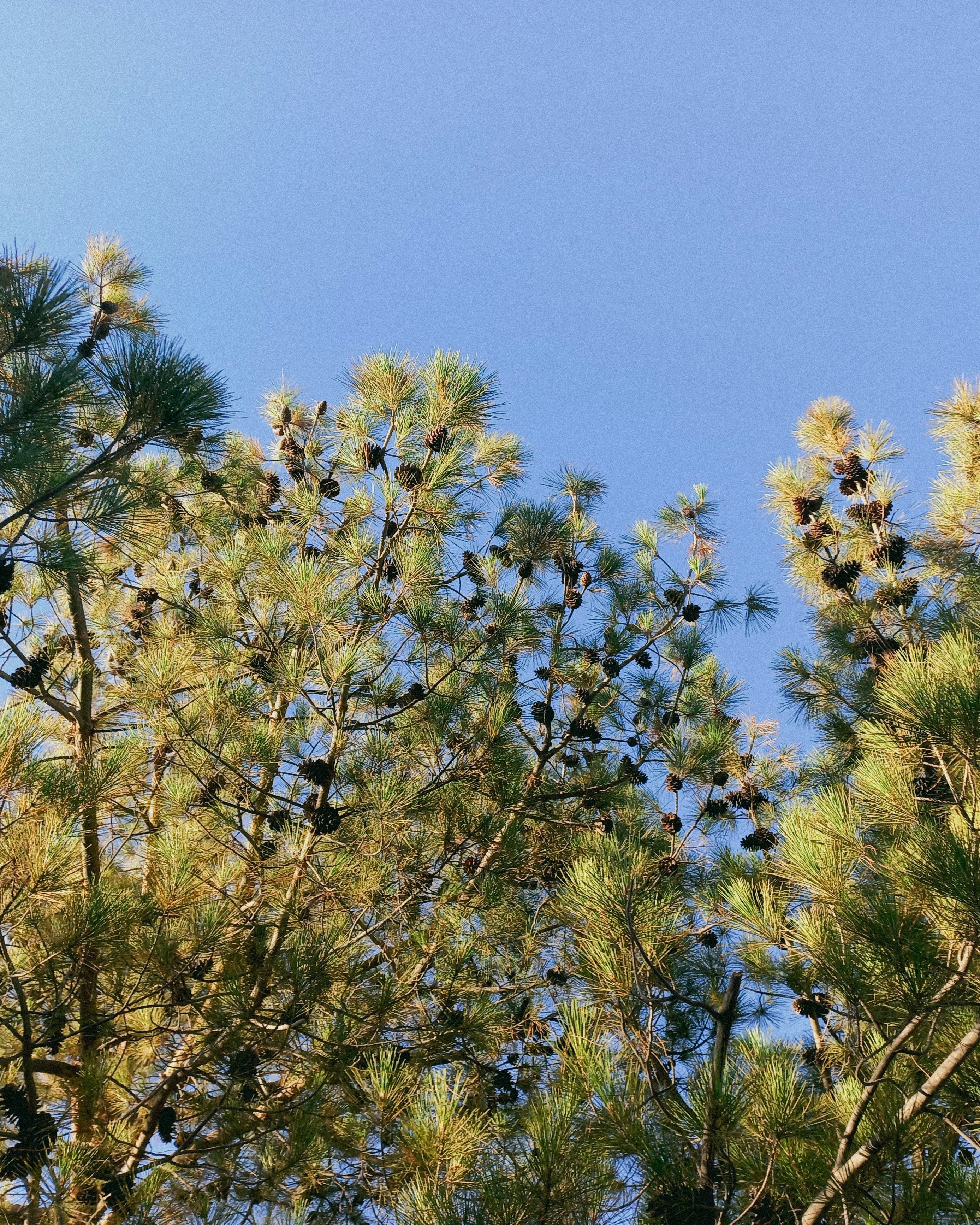 Pohon pinus dengan kerucut di langit biru jernih.