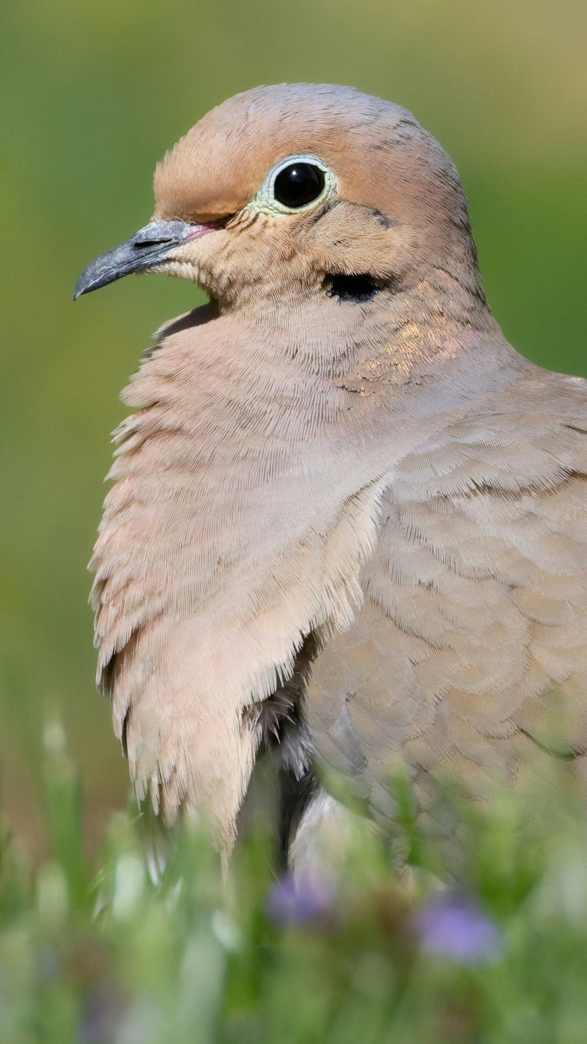 A mourning dove stands in green grass with purple flowers.