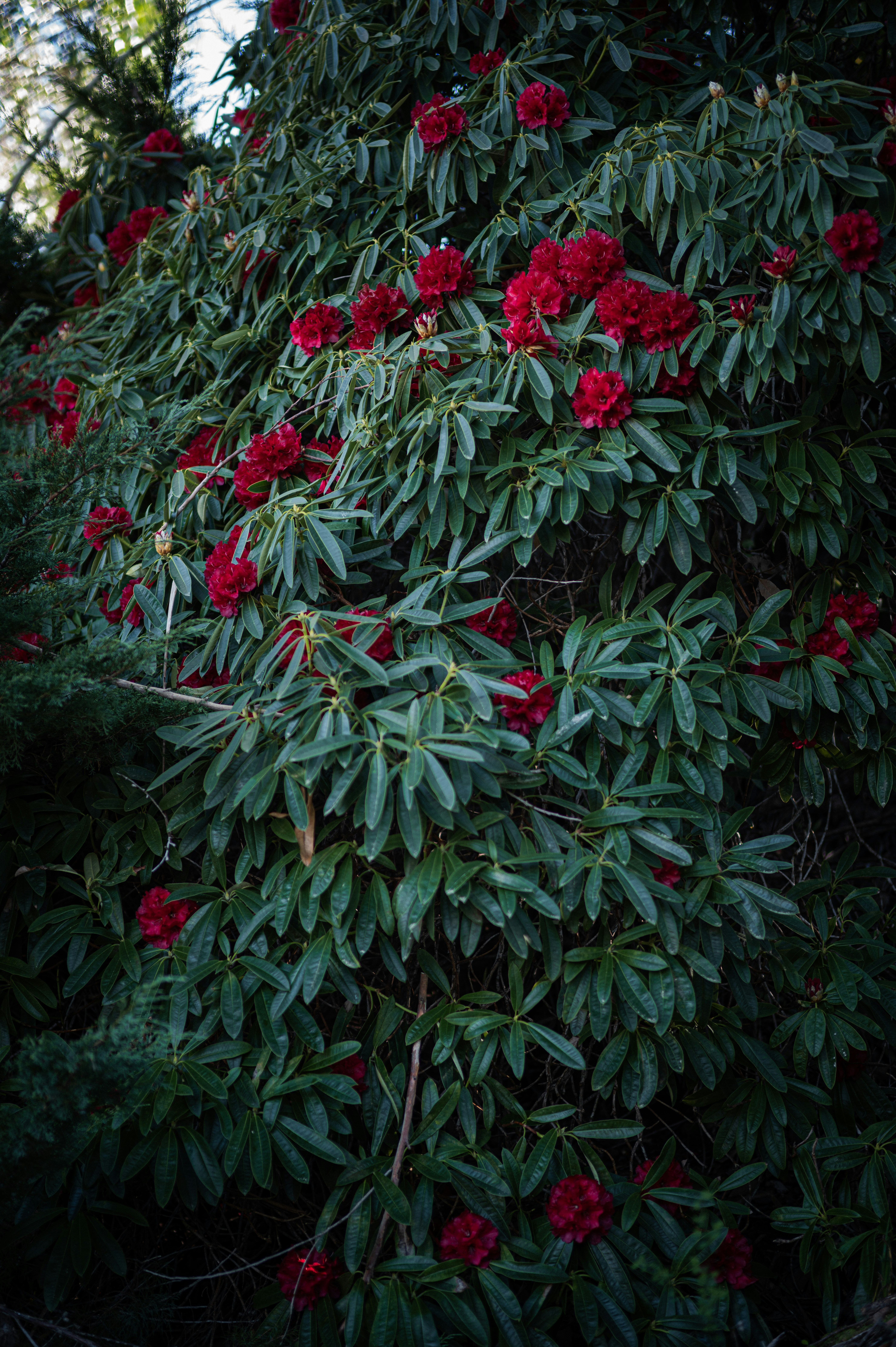 Um arbusto exuberante de rododendro com flores vermelhas vibrantes.