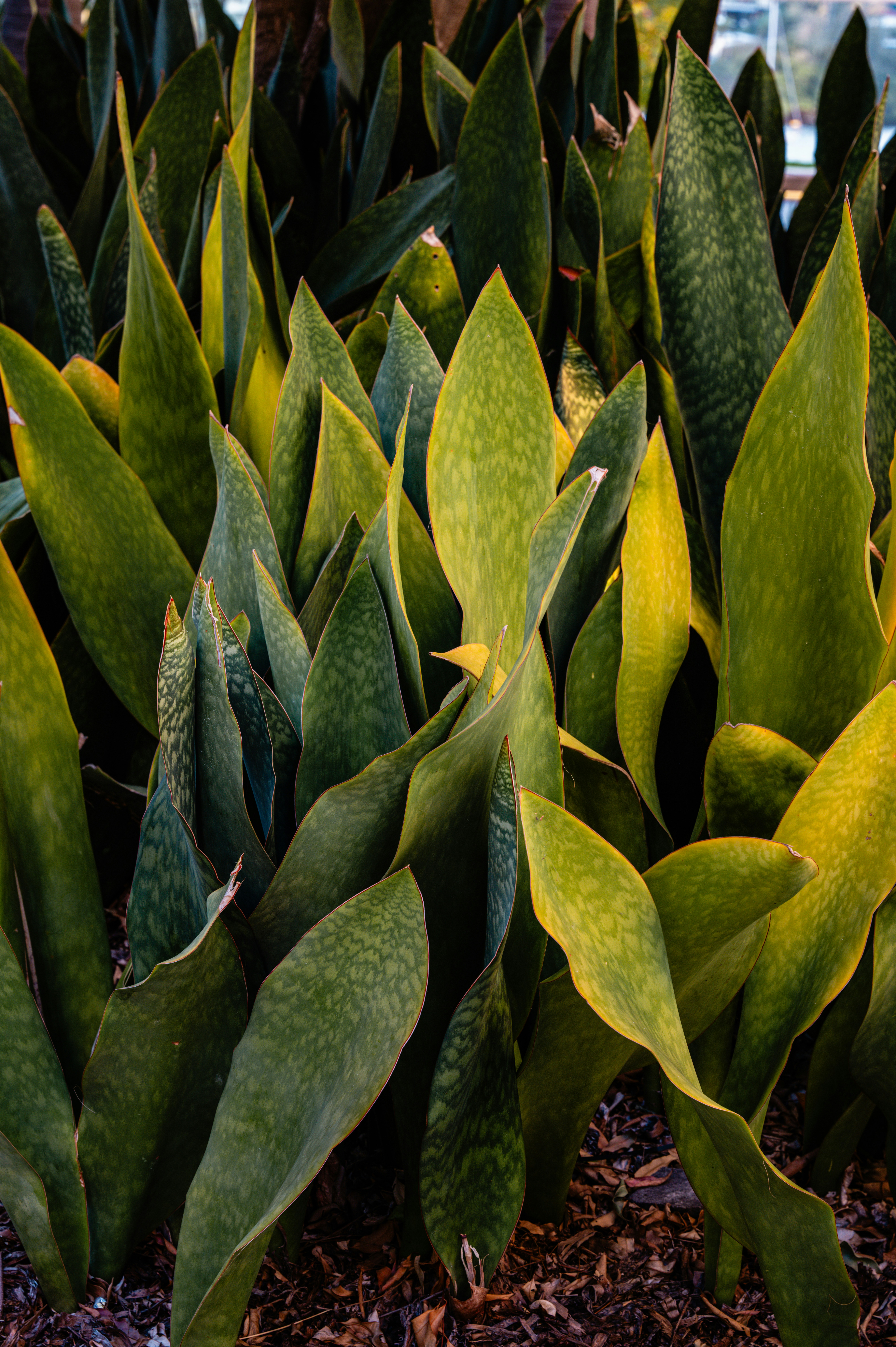 Um denso agrupamento de vibrantes serbas-cobra.