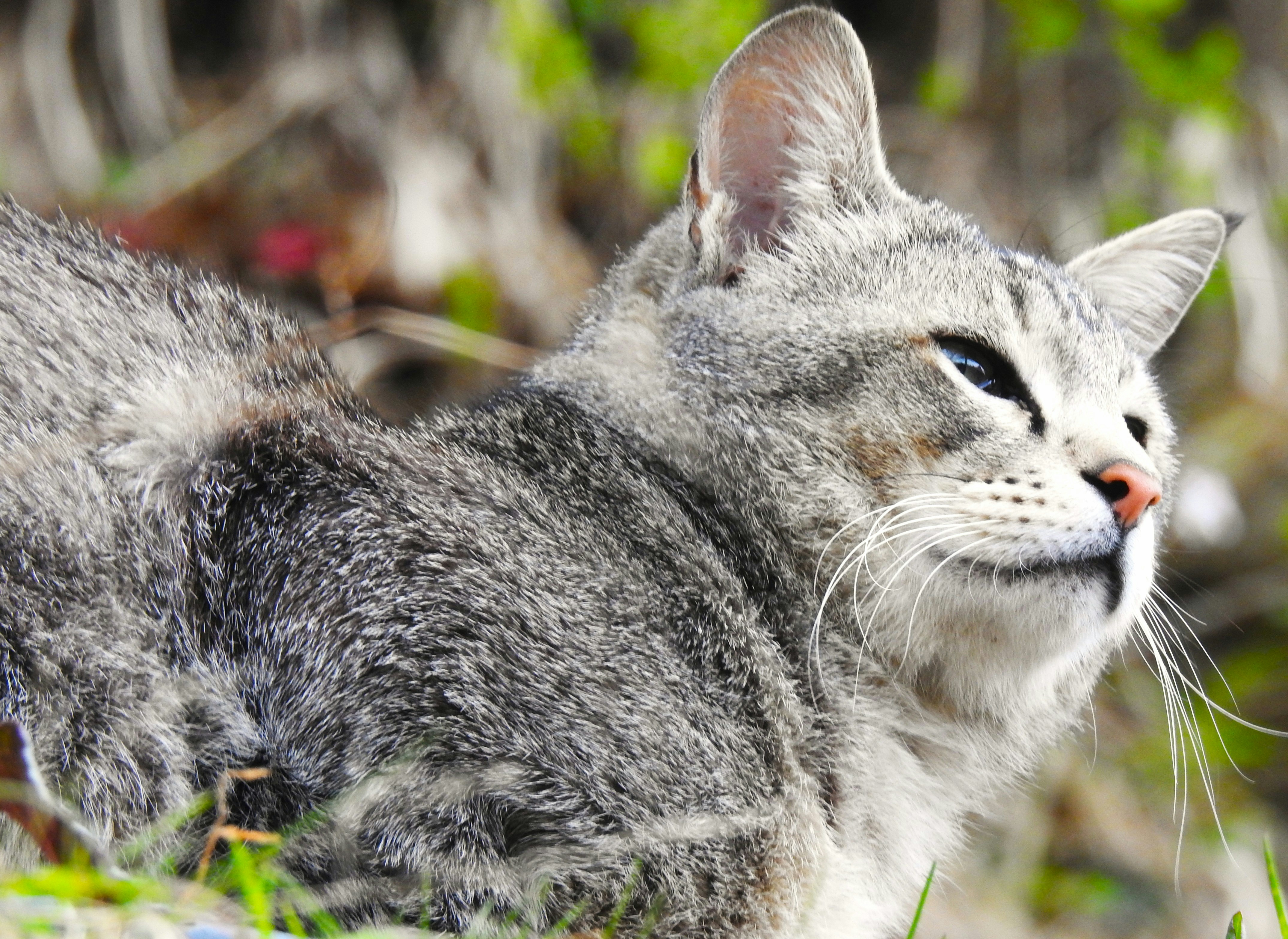 Un gato atigrado descansa en la hierba con follaje.