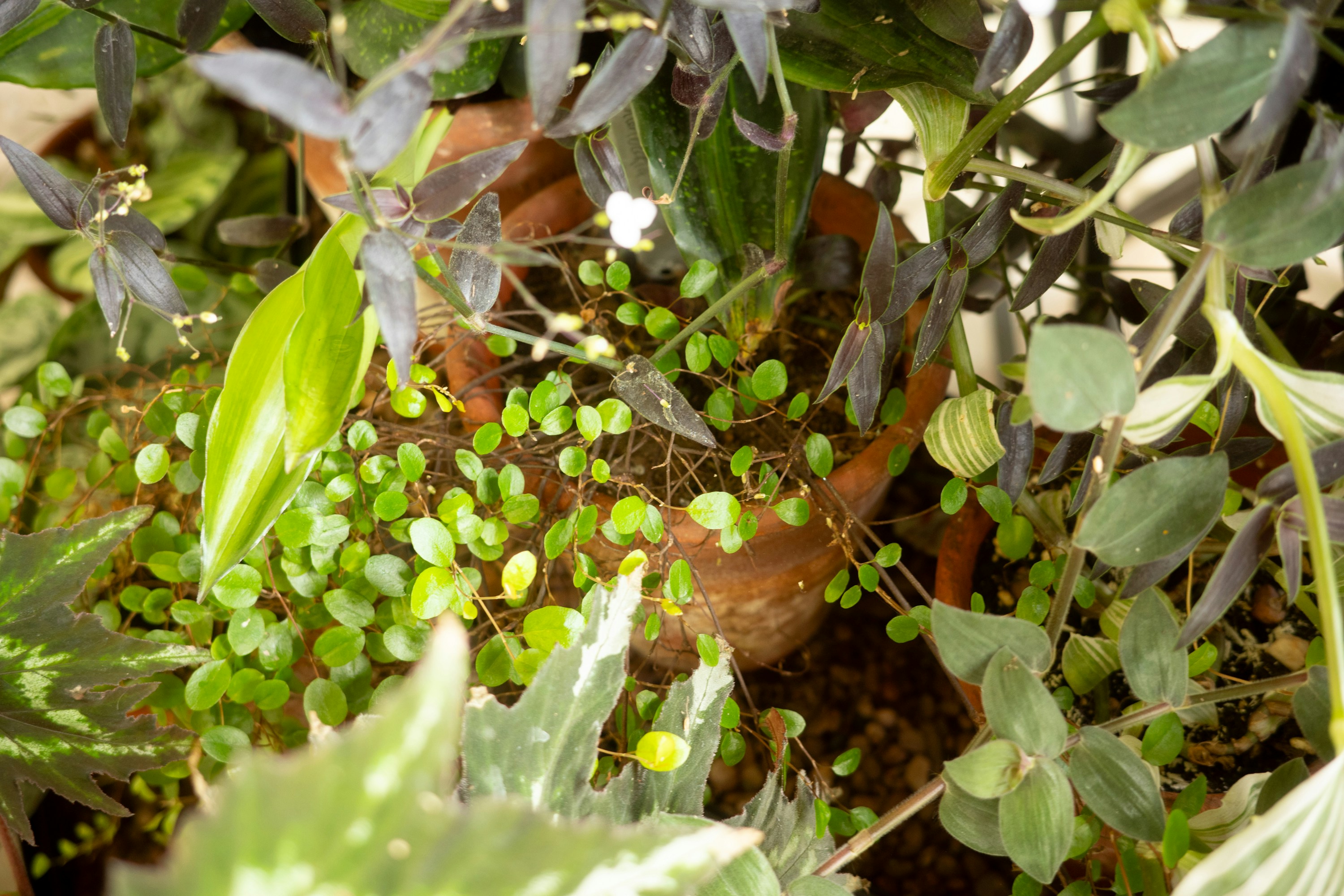 Close-up of lush green plants and soil in a pot