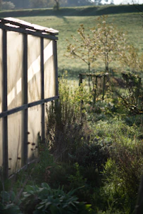Sunlight streams through a greenhouse in a garden.