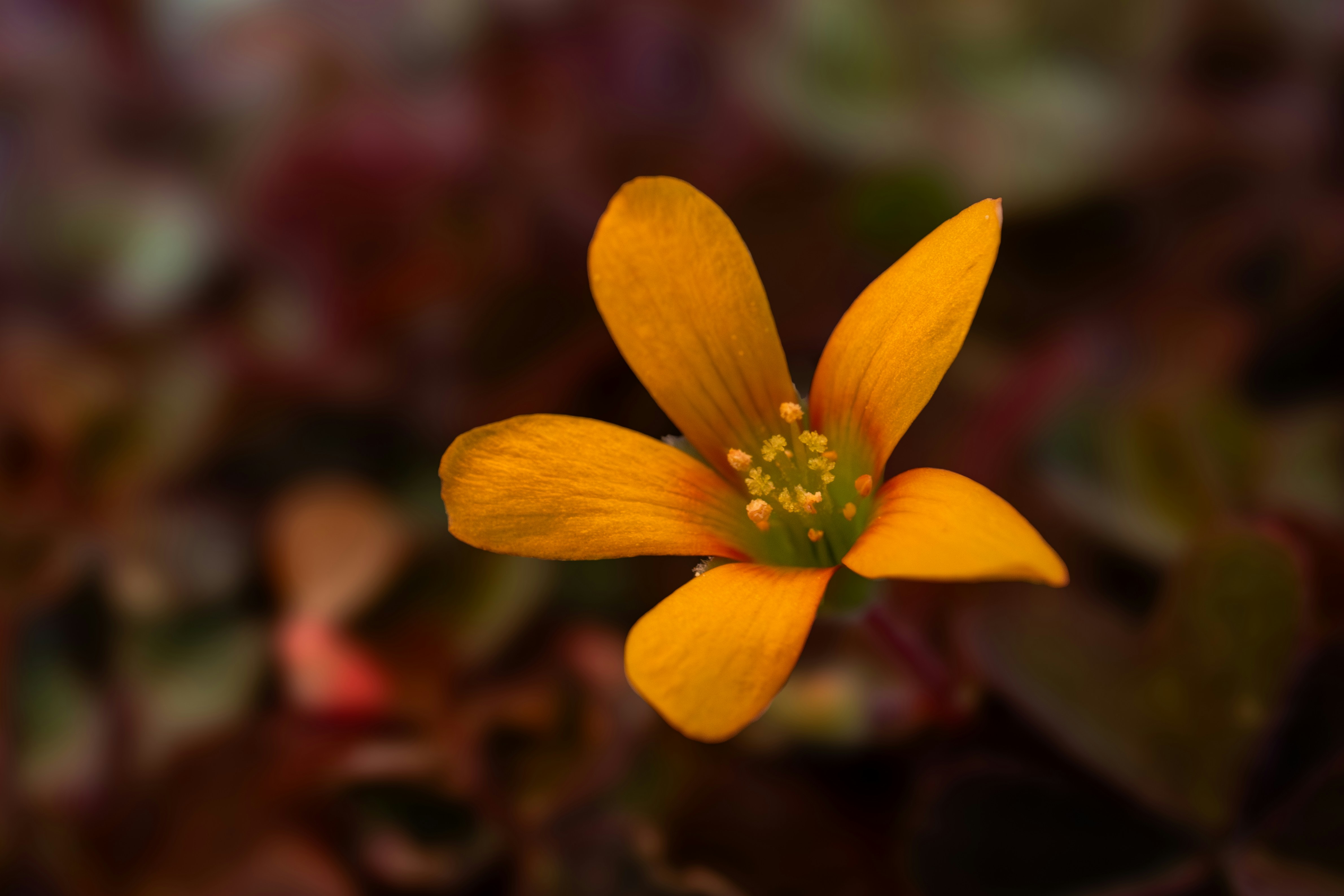 Photo by needeeja