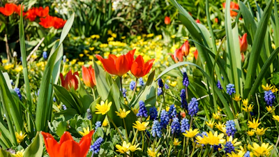 A vibrant garden bed filled with tulips and wildflowers