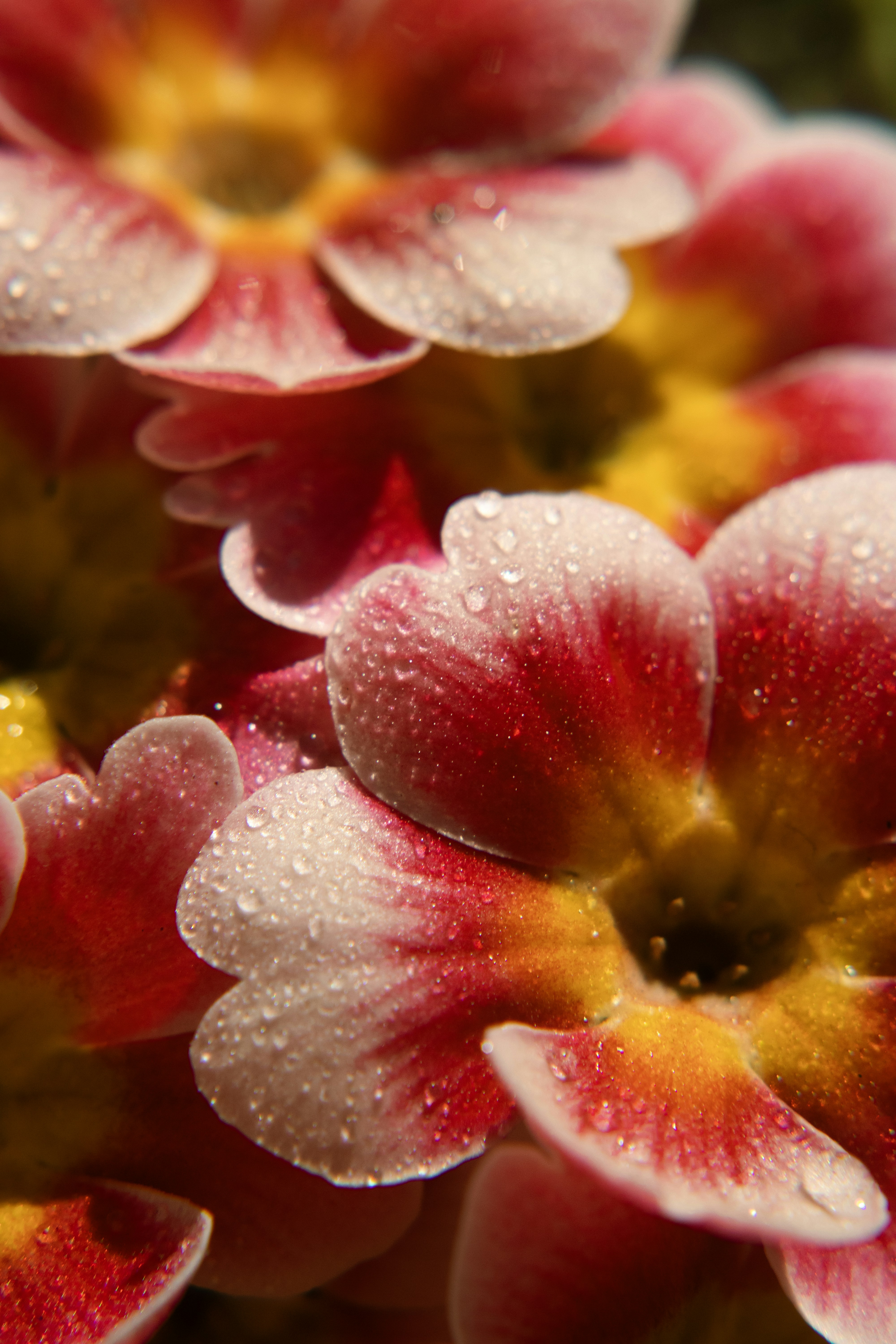花の水の写真 | Unsplashで無料写真をダウンロードする