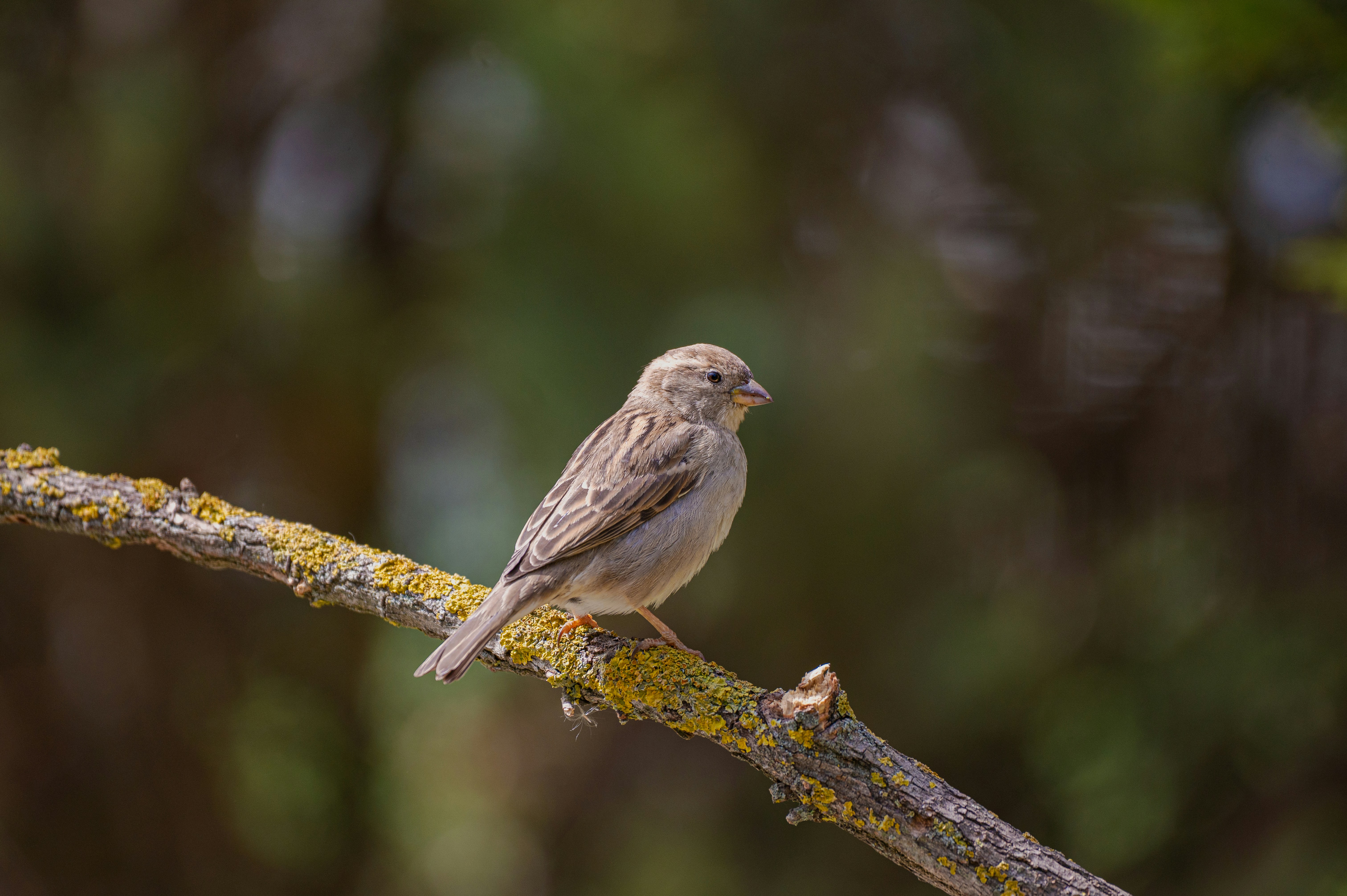 Photo by bokabalazs