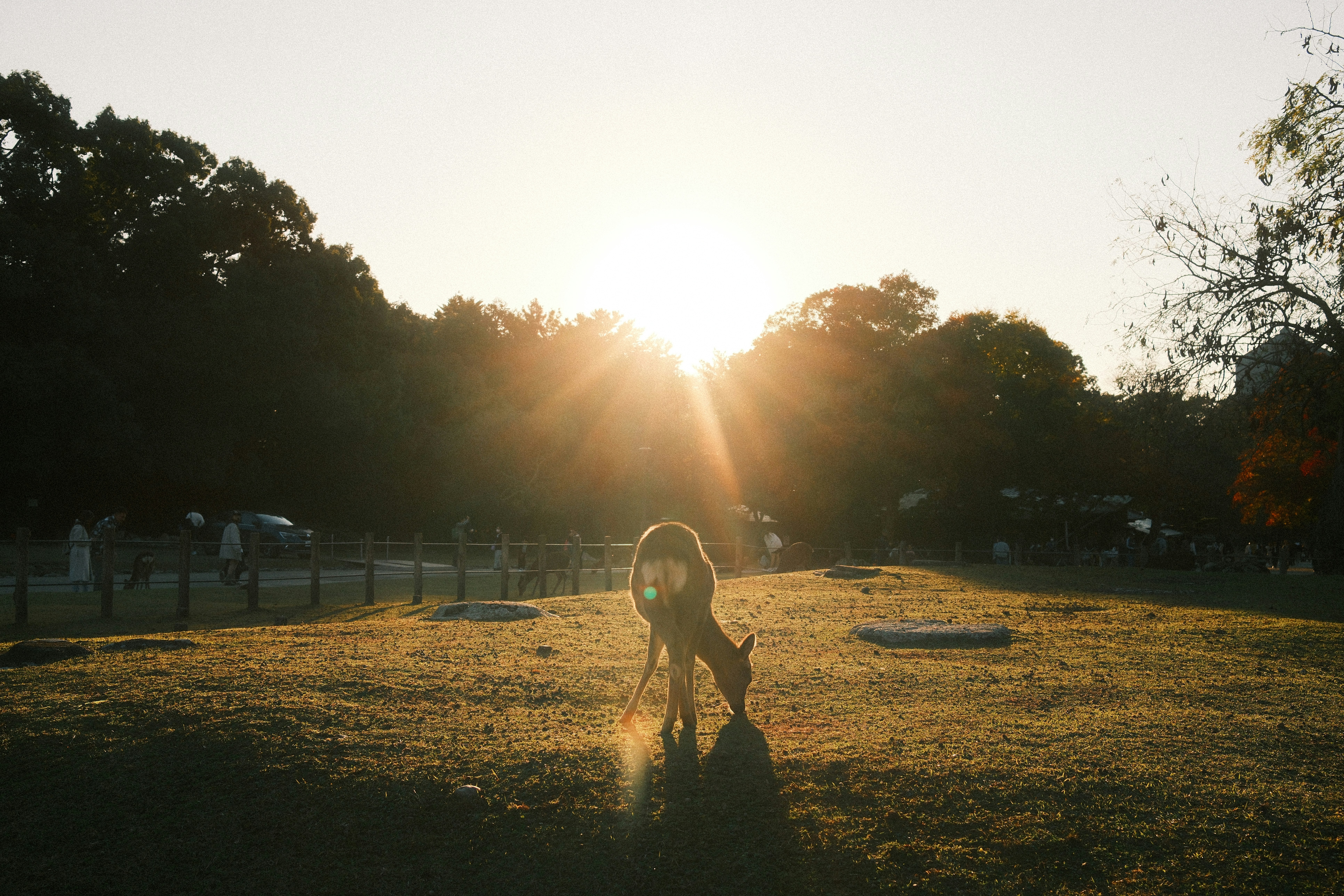 A deer grazes in a field at sunset.