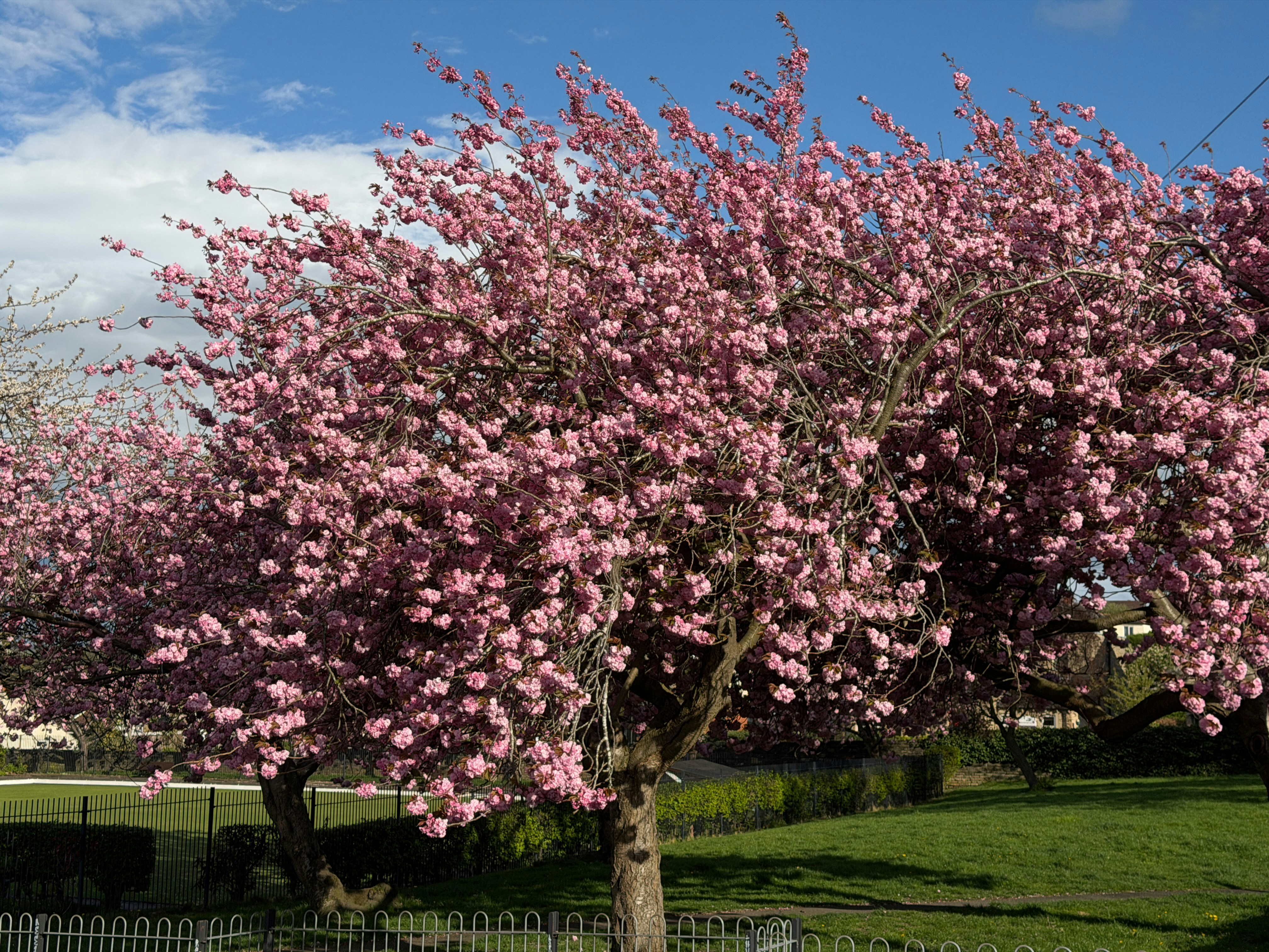 A blooming cherry blossom tree in a park