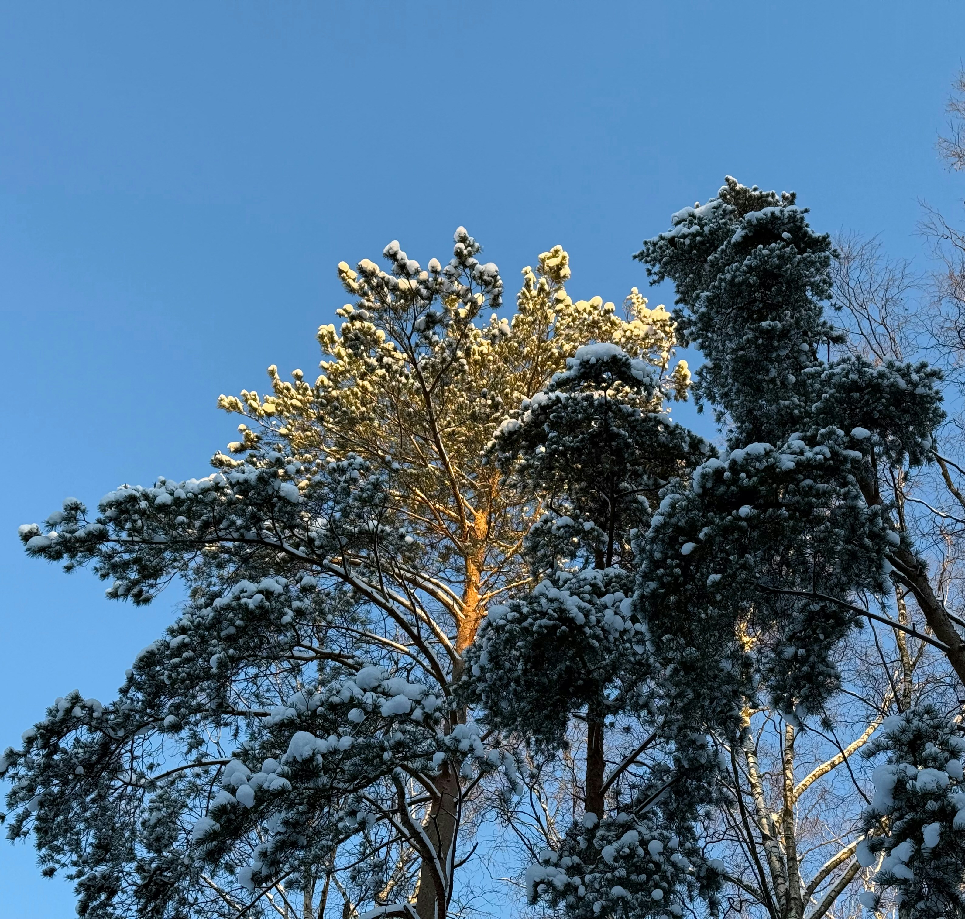 Snow-covered pine trees against a clear blue sky