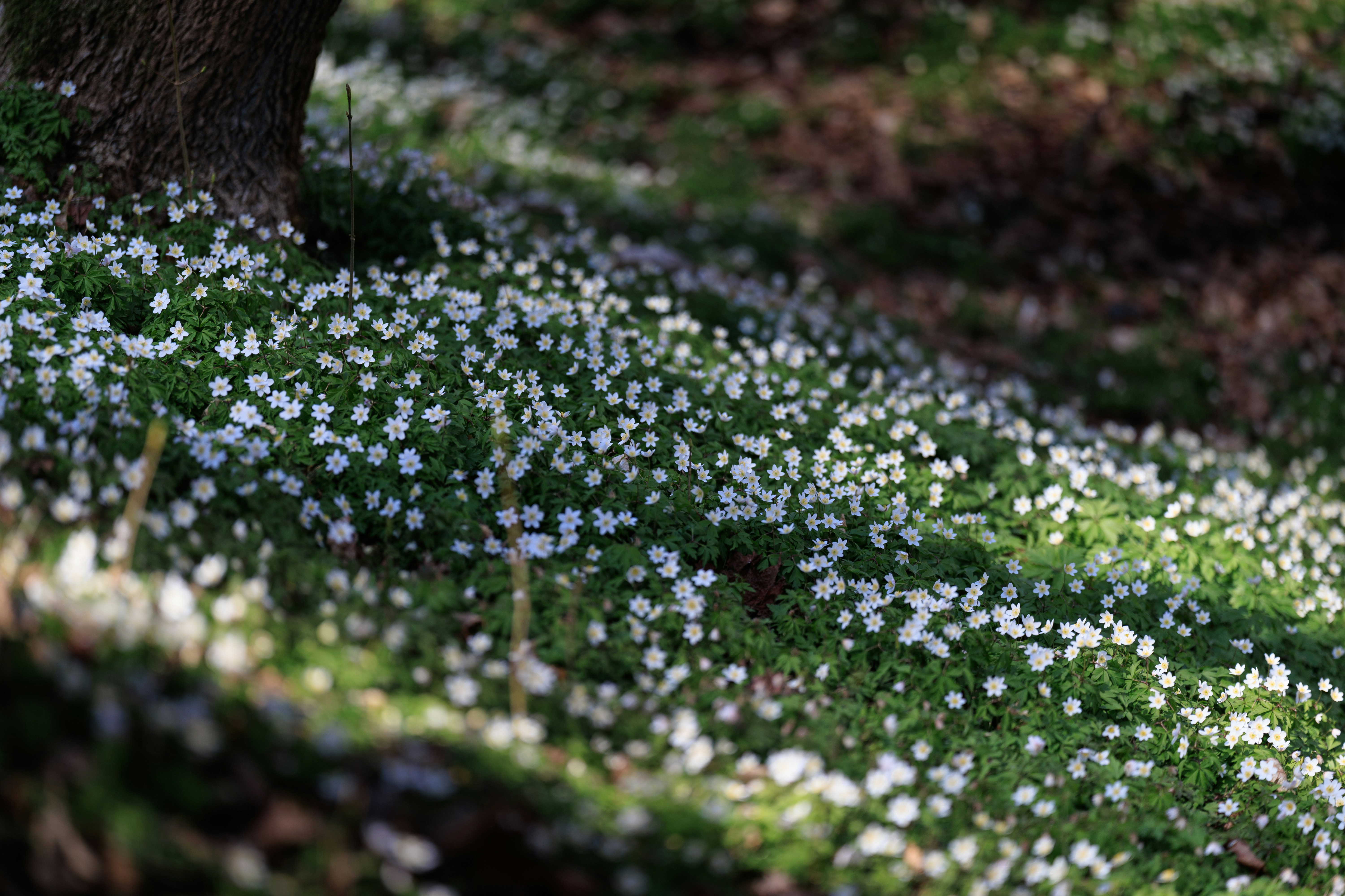White wildflowers carpeting a sunlit forest floor