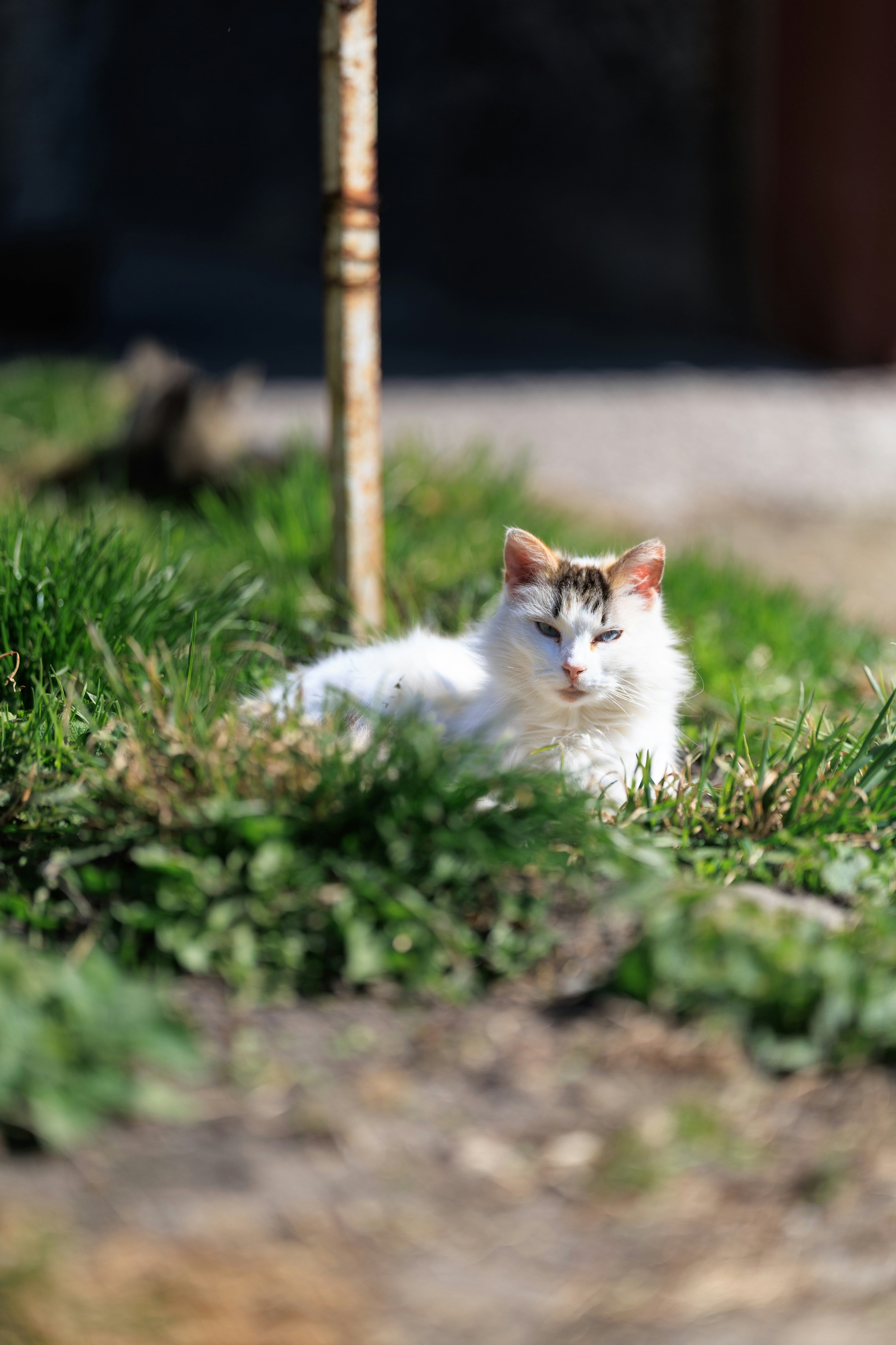 A white cat rests in green grass outdoors.
