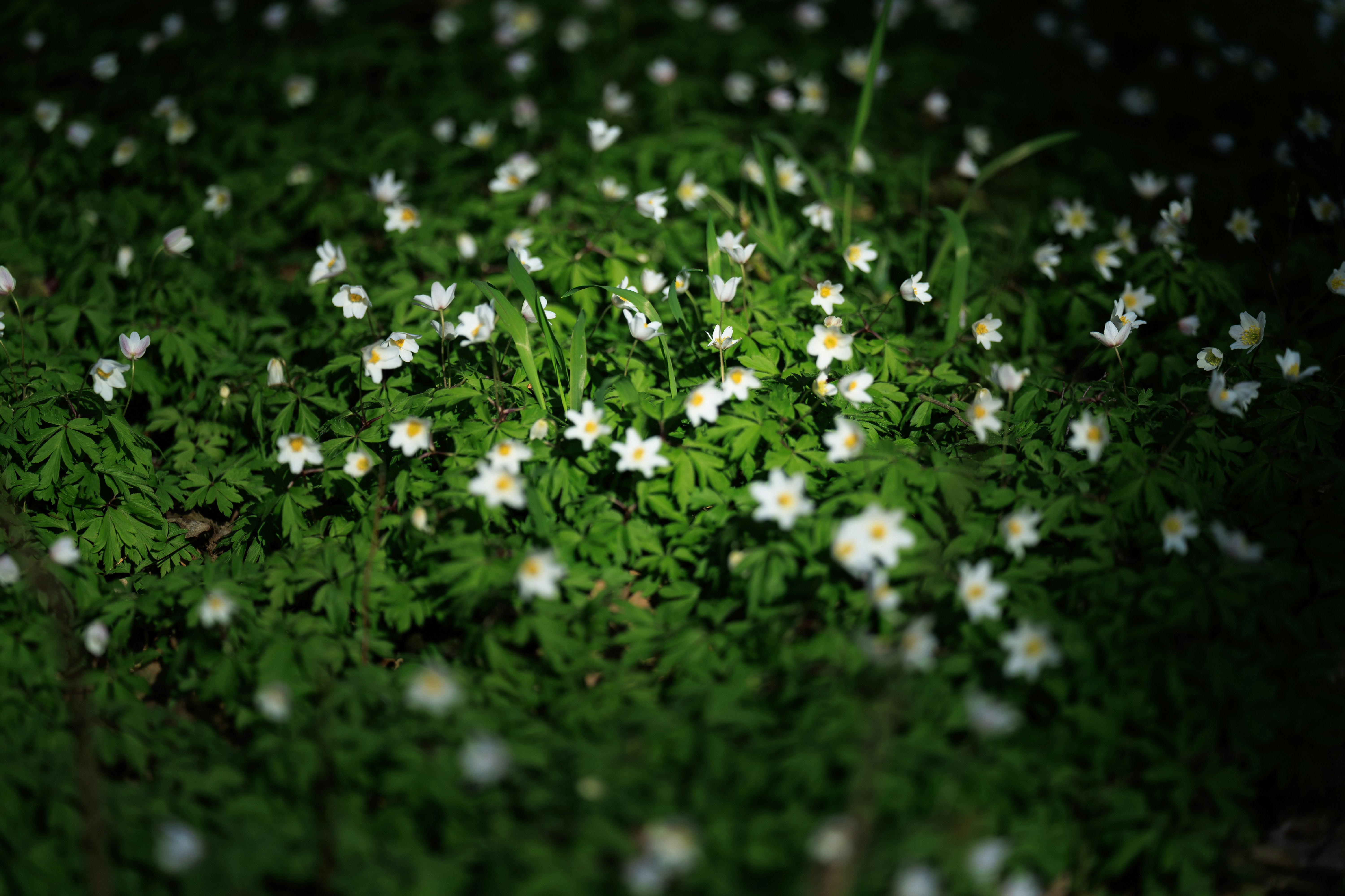 A field of small white flowers in green foliage.