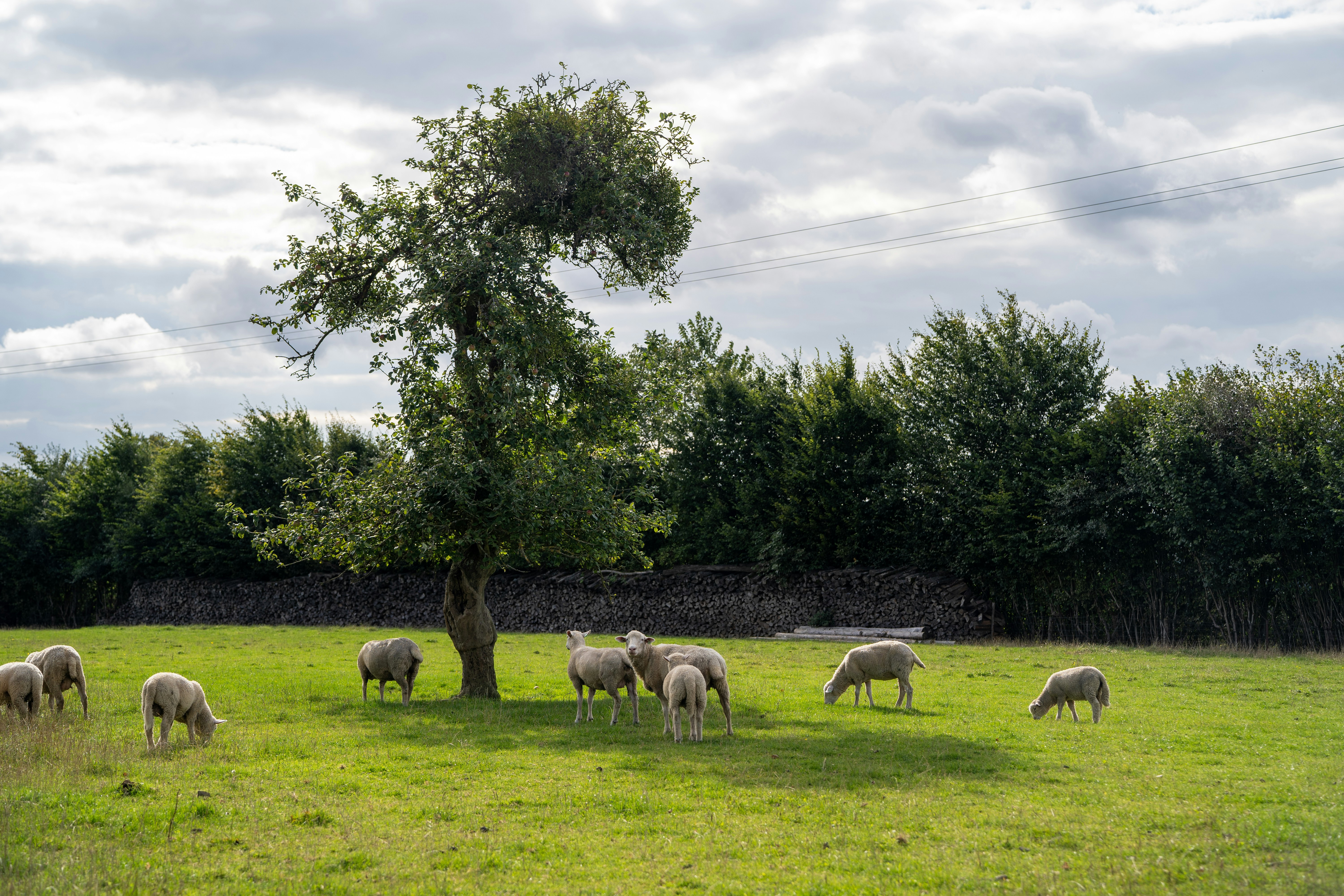 Schafe, die auf einem grünen Feld unter einem Baum grasen.