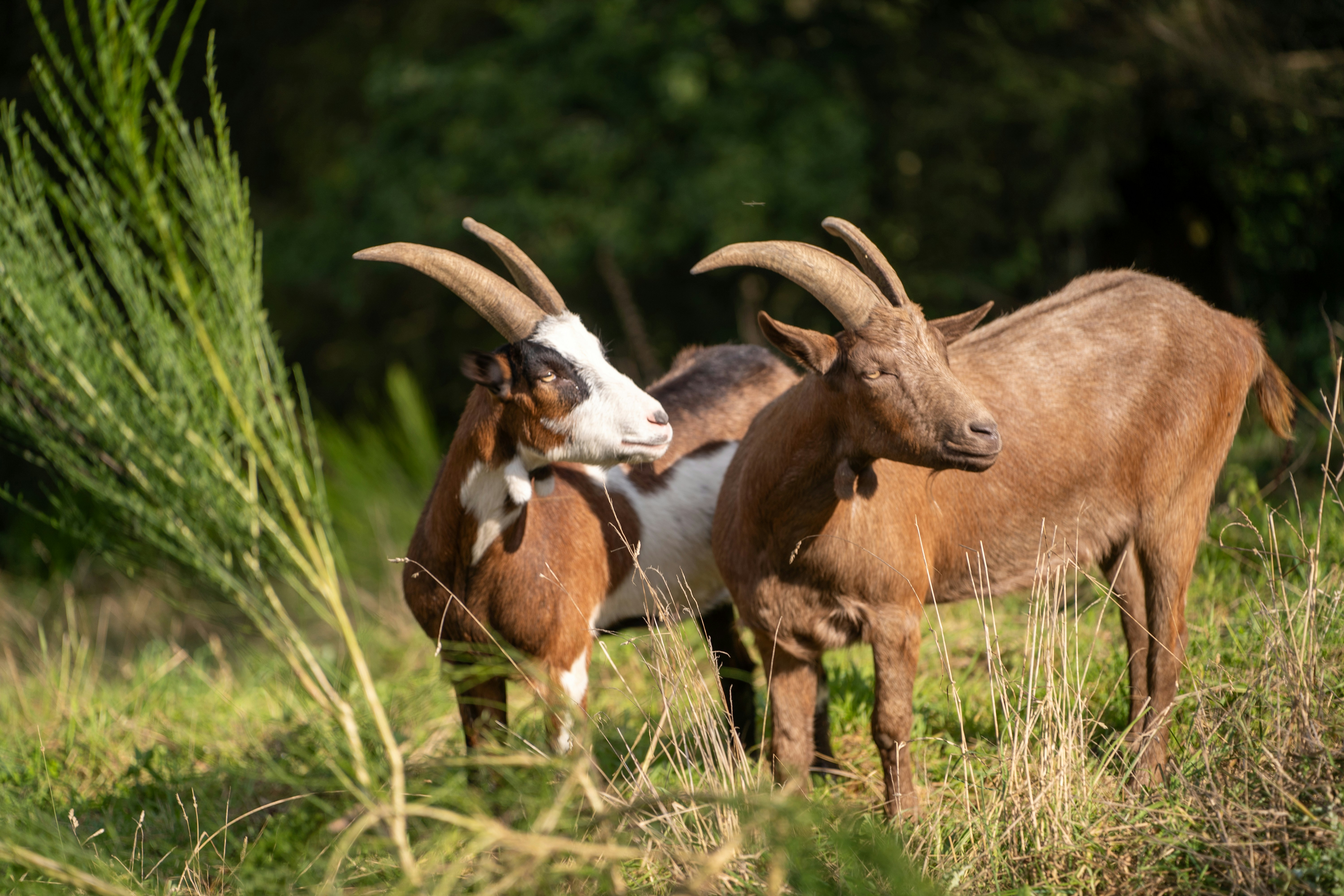 Zwei Ziegen stehen auf einer Wiese.