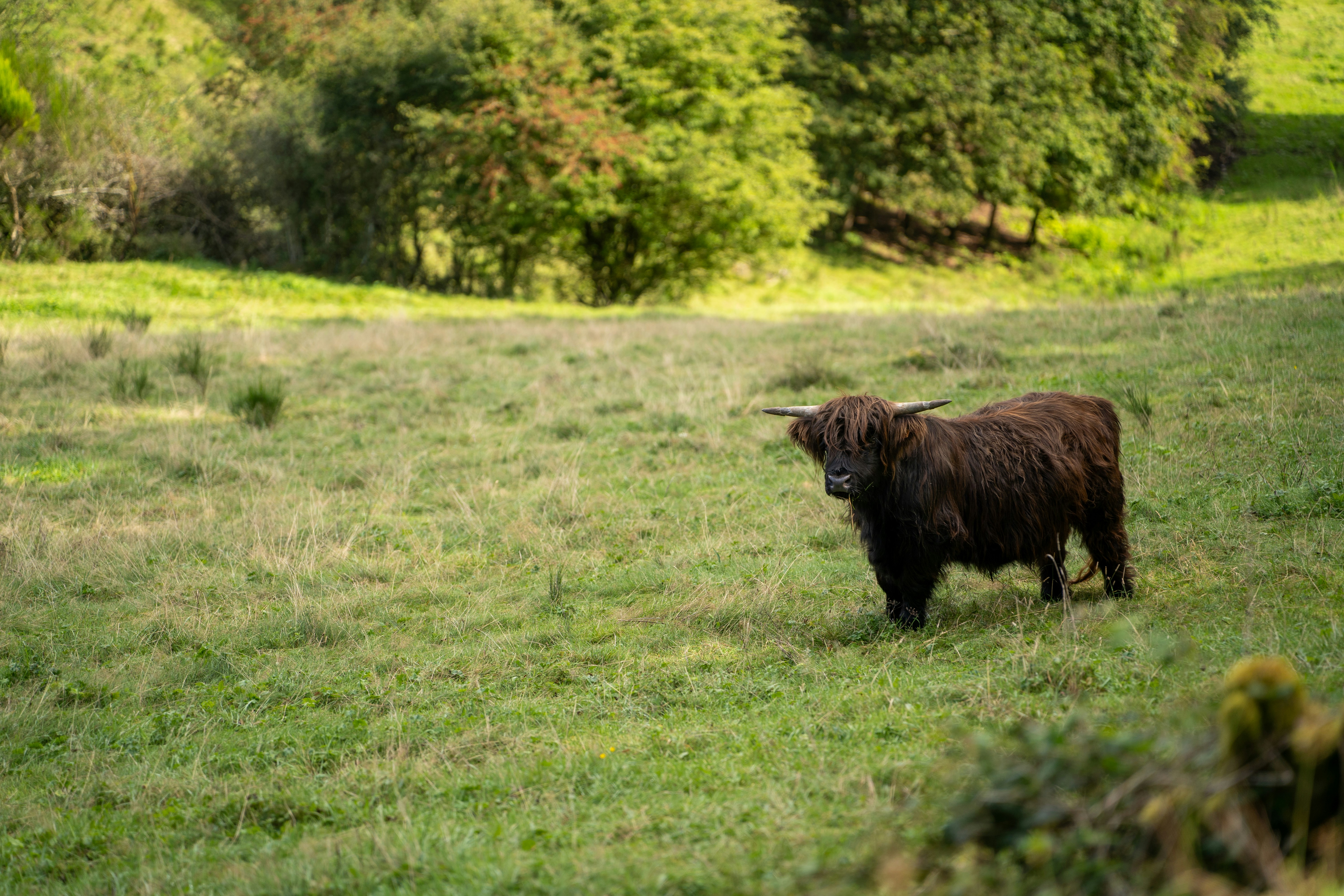 Eine zottelige, braune Highland-Kuh steht auf einem grasbewachsenen Feld.