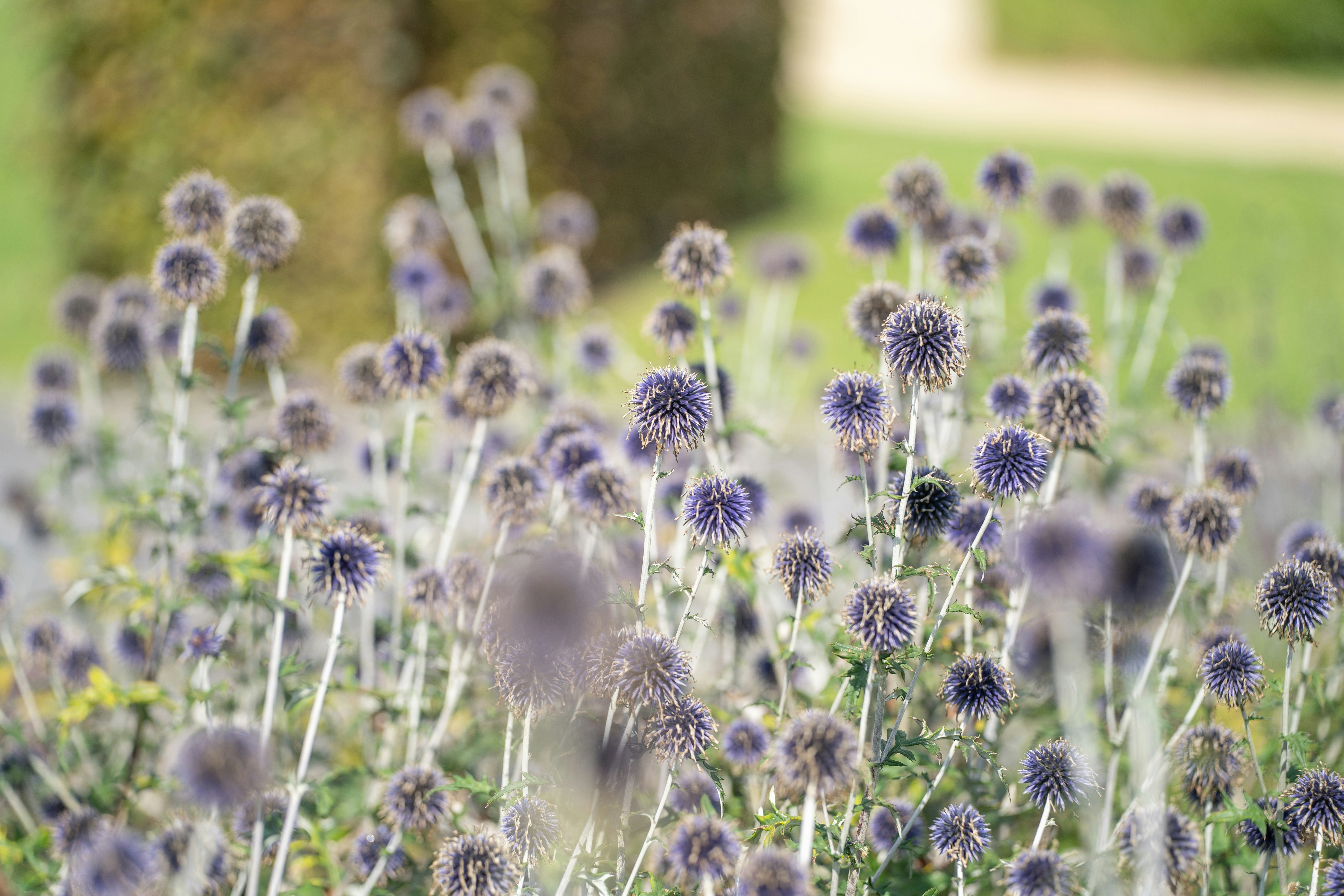 Ein Feld aus blühenden violetten Kugeldistelblüten.