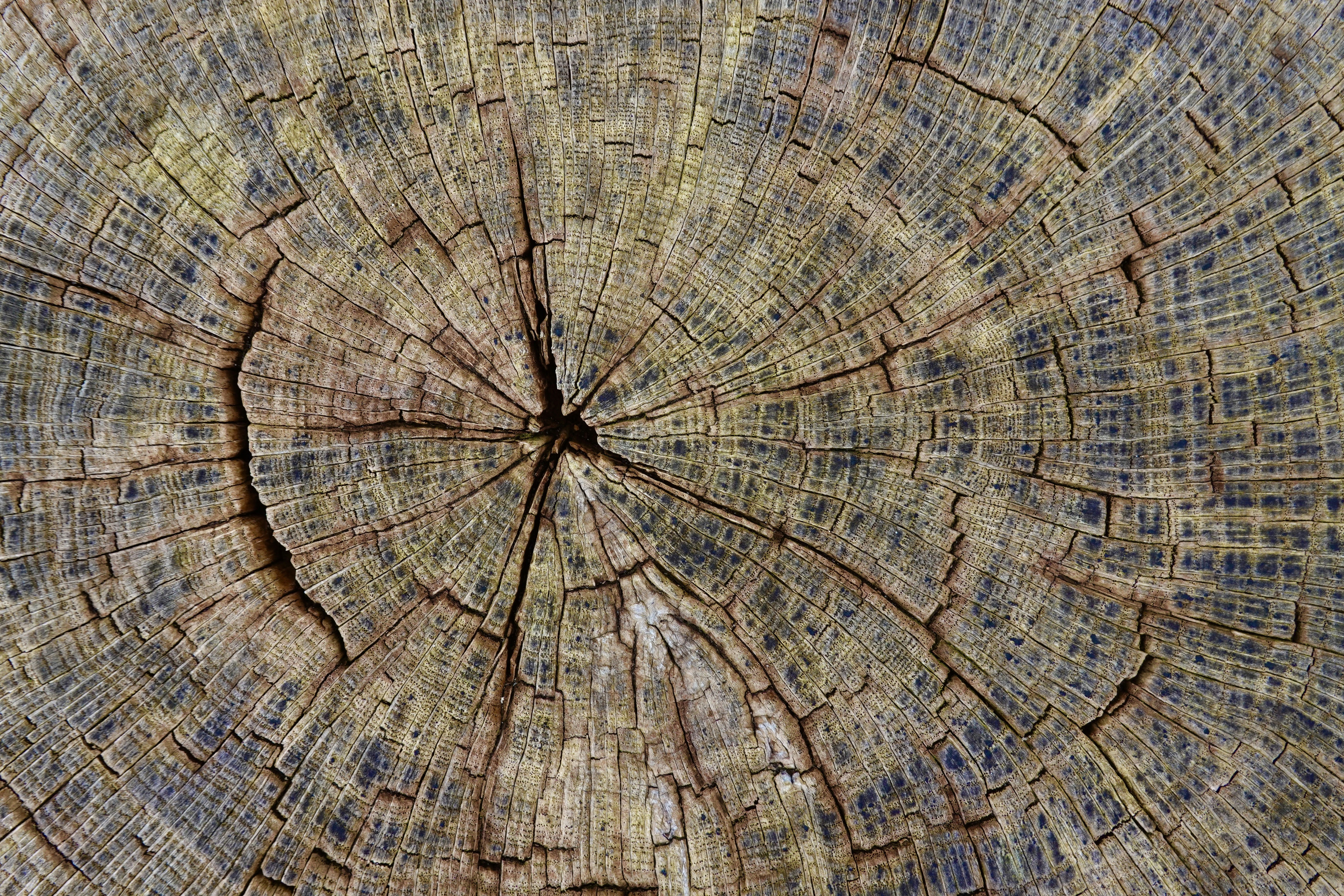 Cyclical Growth and Returning Decisions