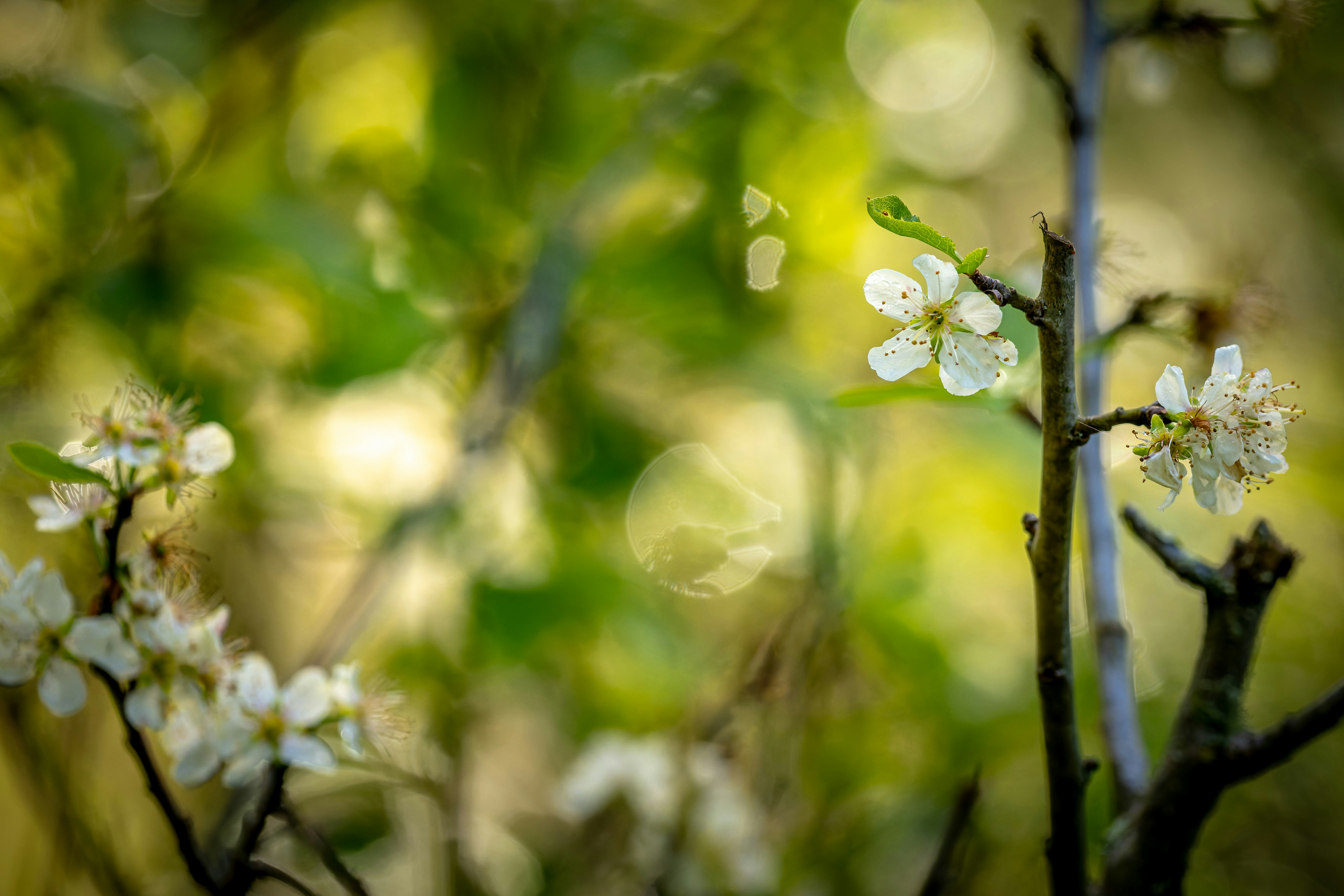 Photo by coombez