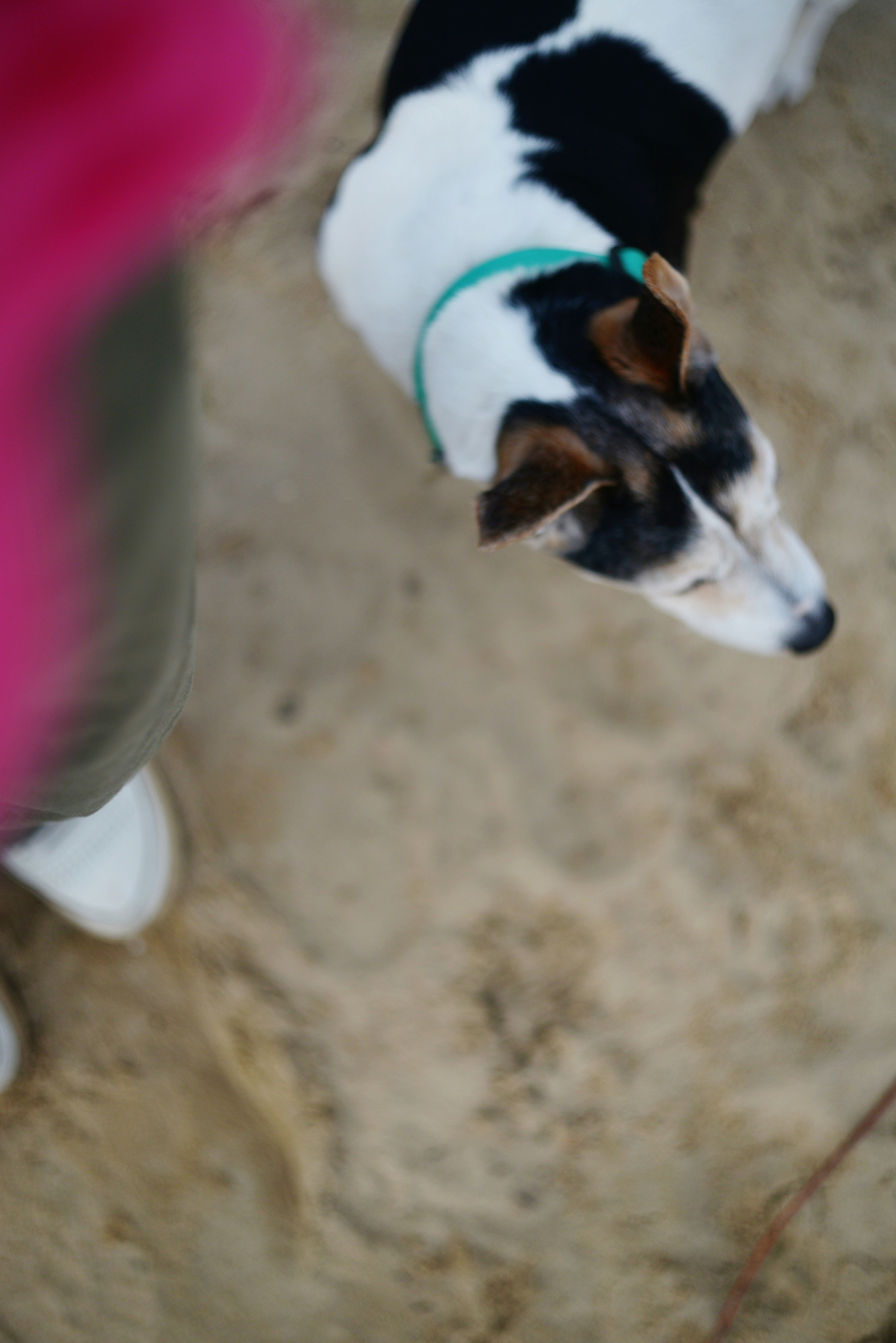 ティールカラーの犬が砂の上に横たわっています。