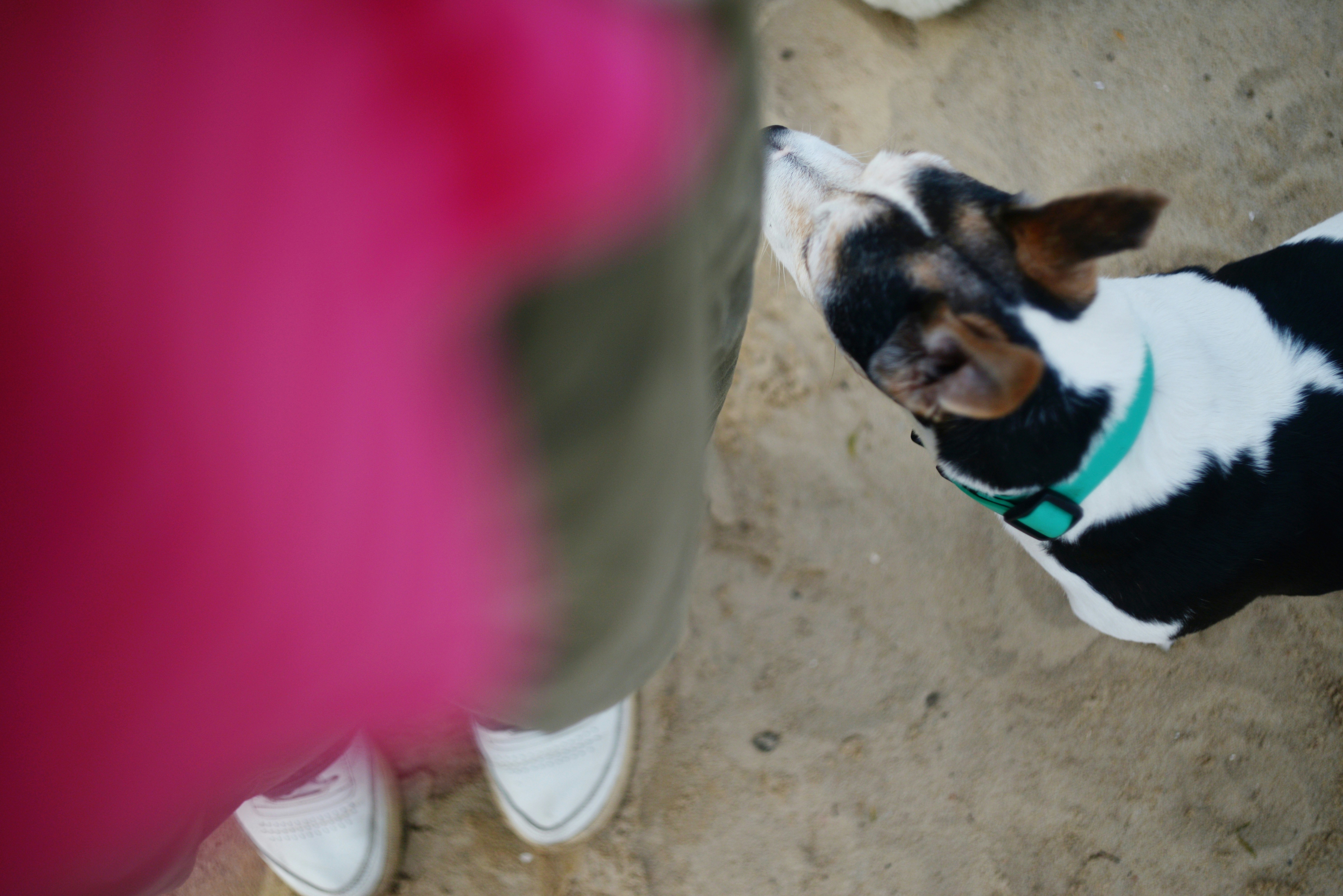 犬が砂の上で人の脚の匂いを嗅ぐ