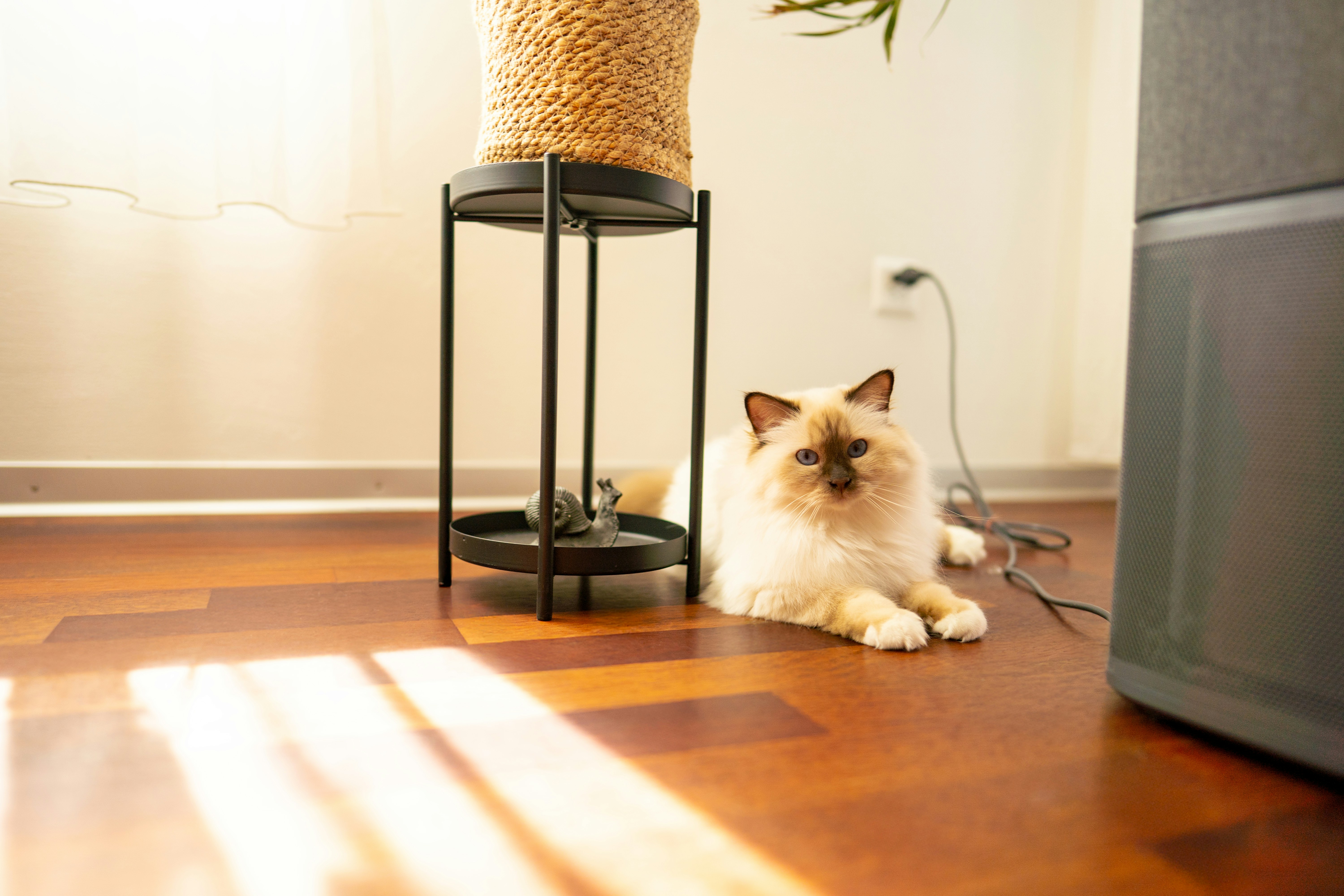 Best Battery Operated Cat Toys Complete Buying Guide