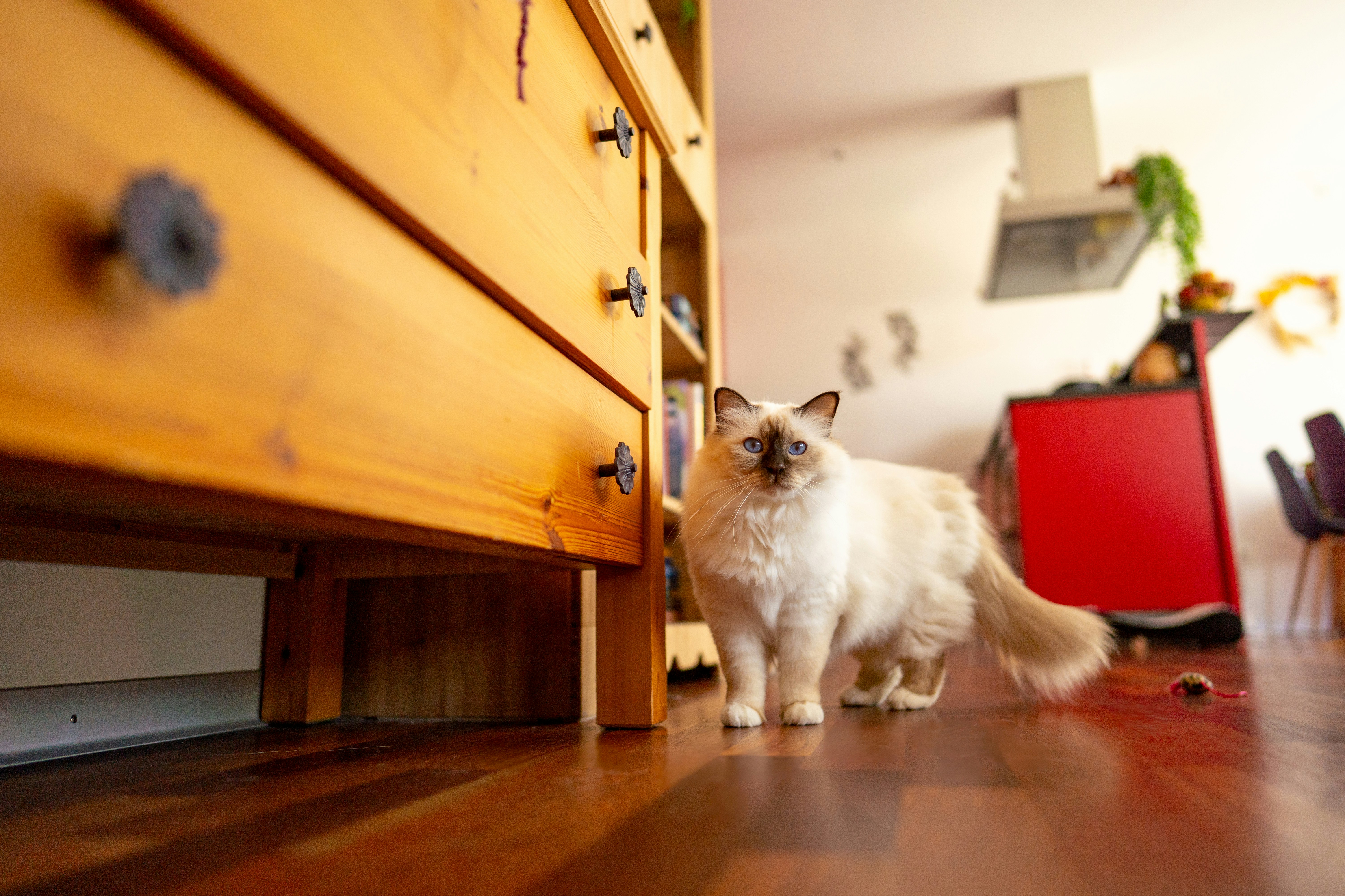 A fluffy white cat stands on a wooden floor.