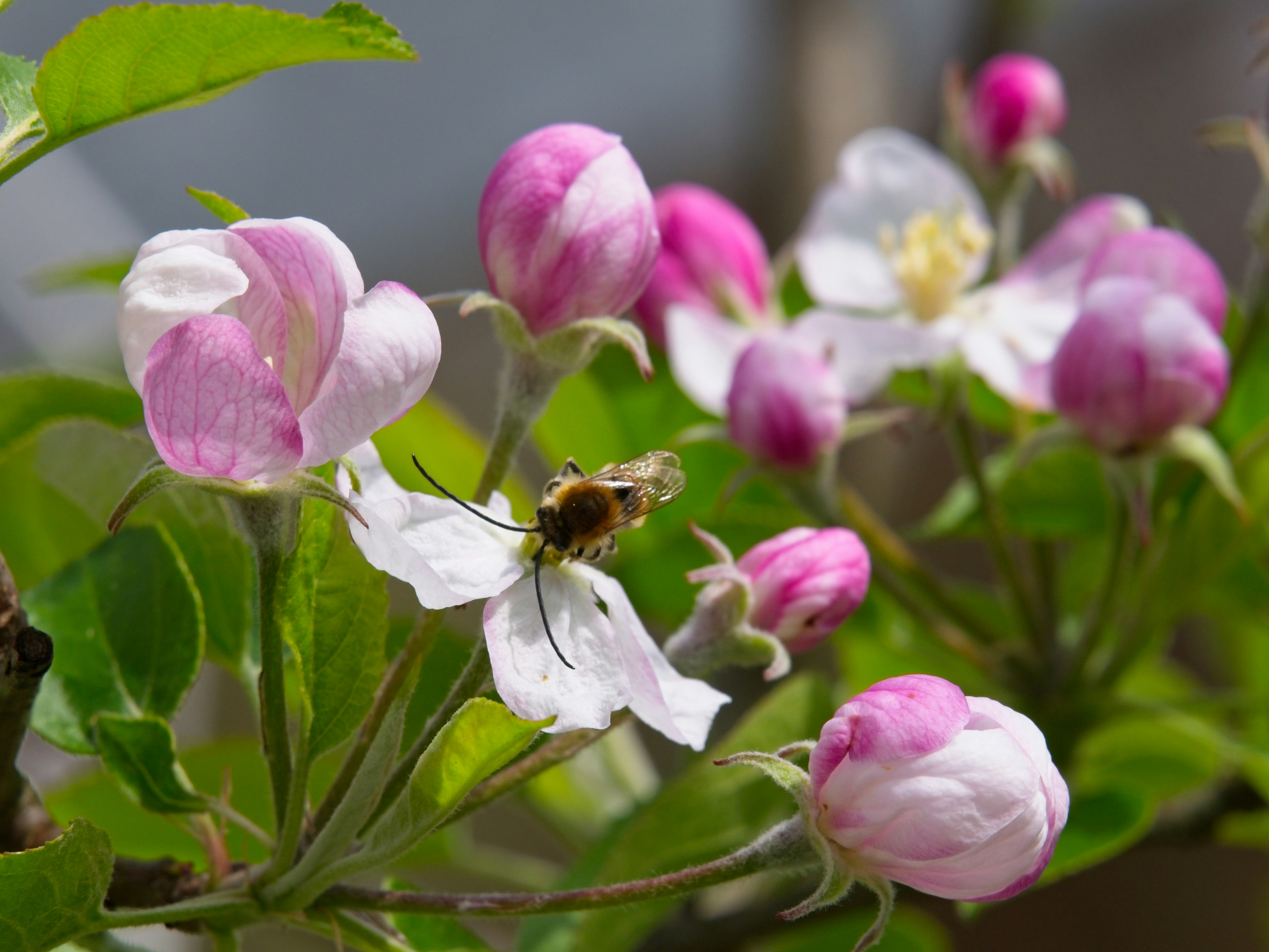 A bee pollinating a delicate pink and white apple blossom.