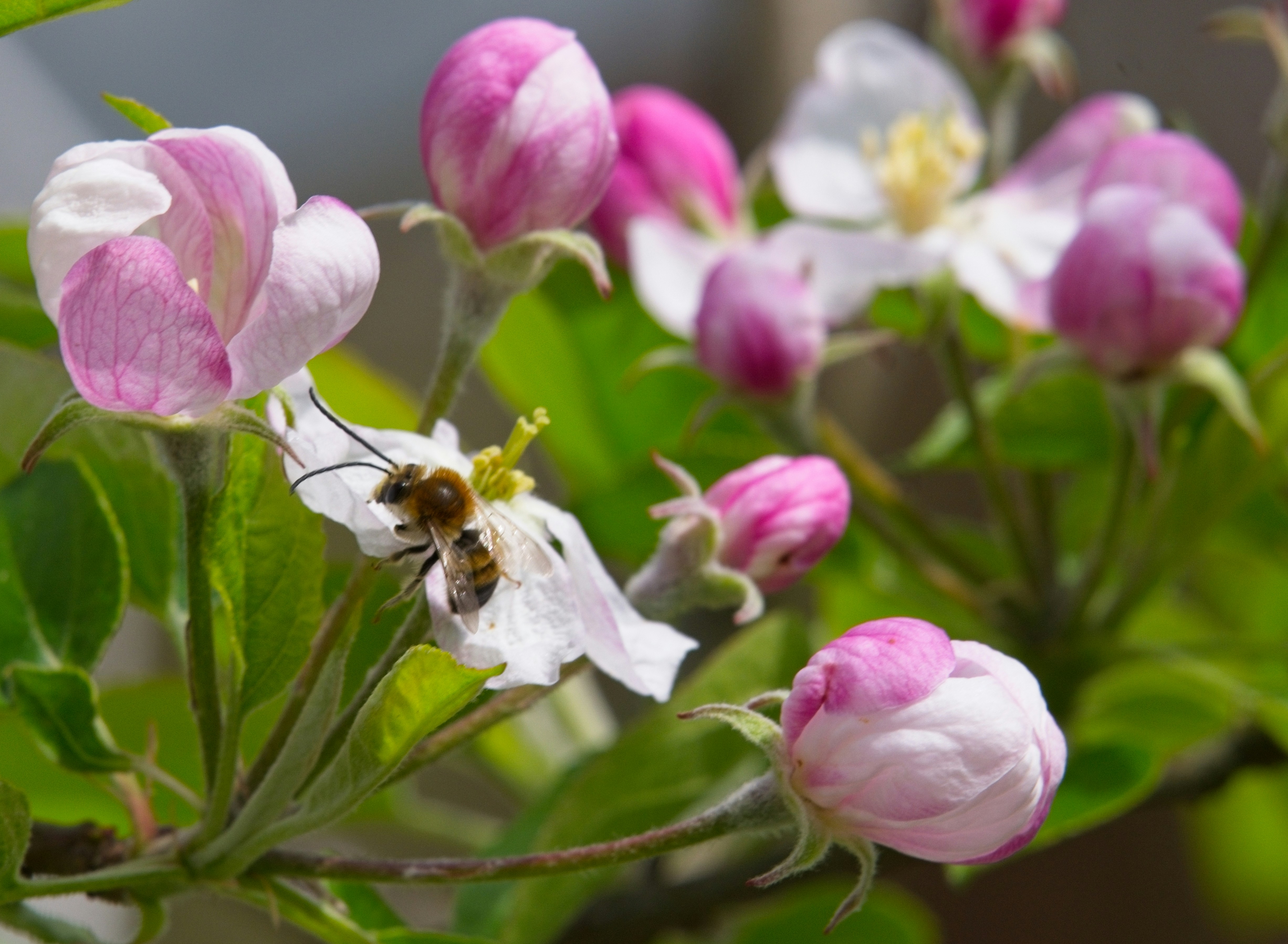 Two bees pollinating apple blossoms in spring.
