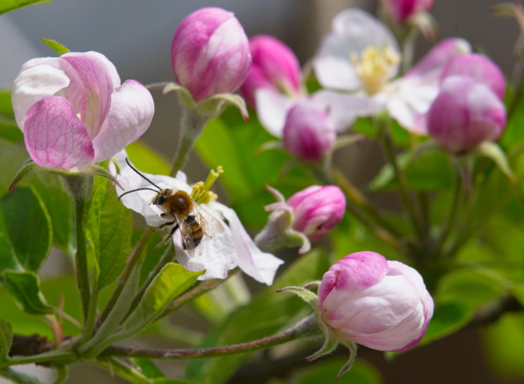 A fuzzy tan-brown wild bee feeding on an open white apple blossom among pink unopened buds