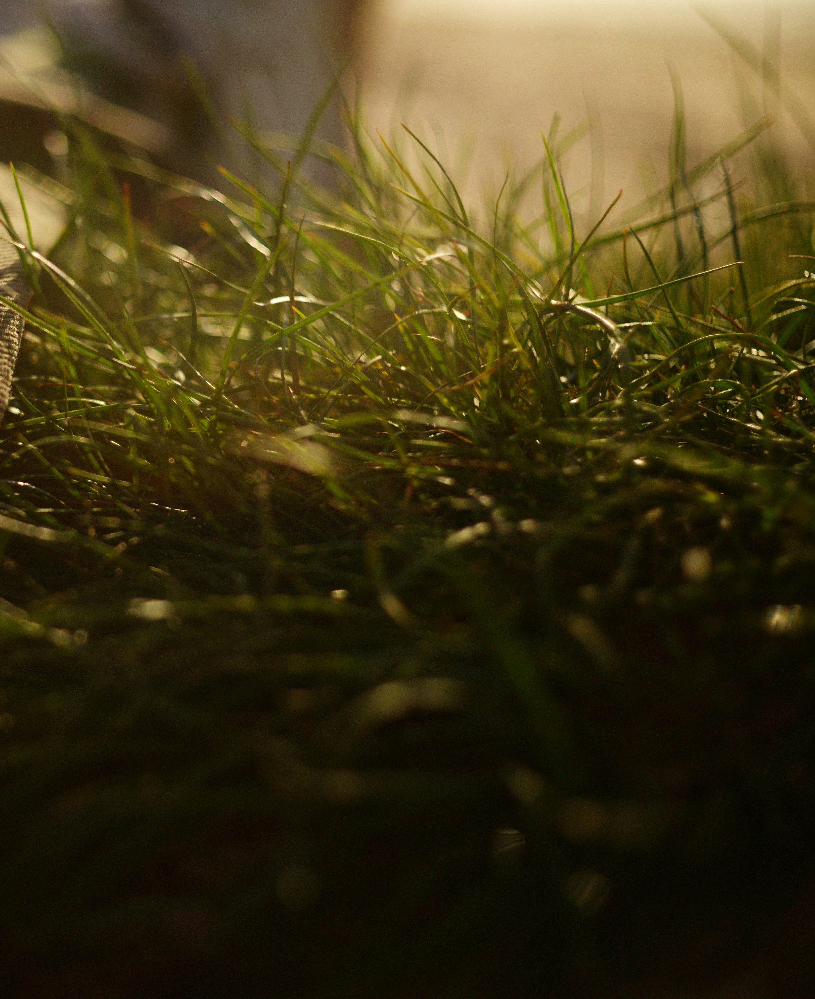 柔らかな日差しが差し込む濡れた緑の草のクローズアップ。