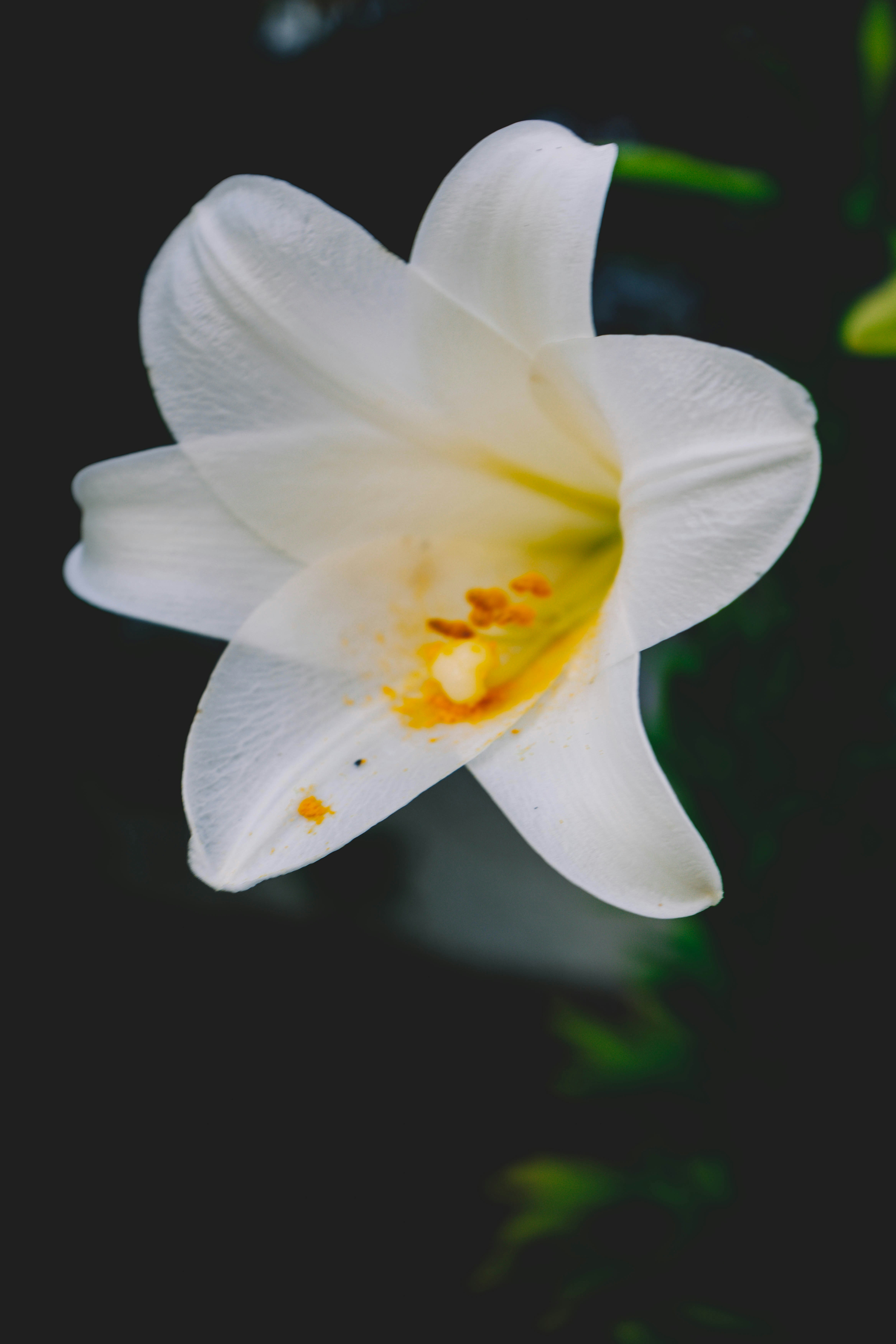 A single white lily with yellow stamen