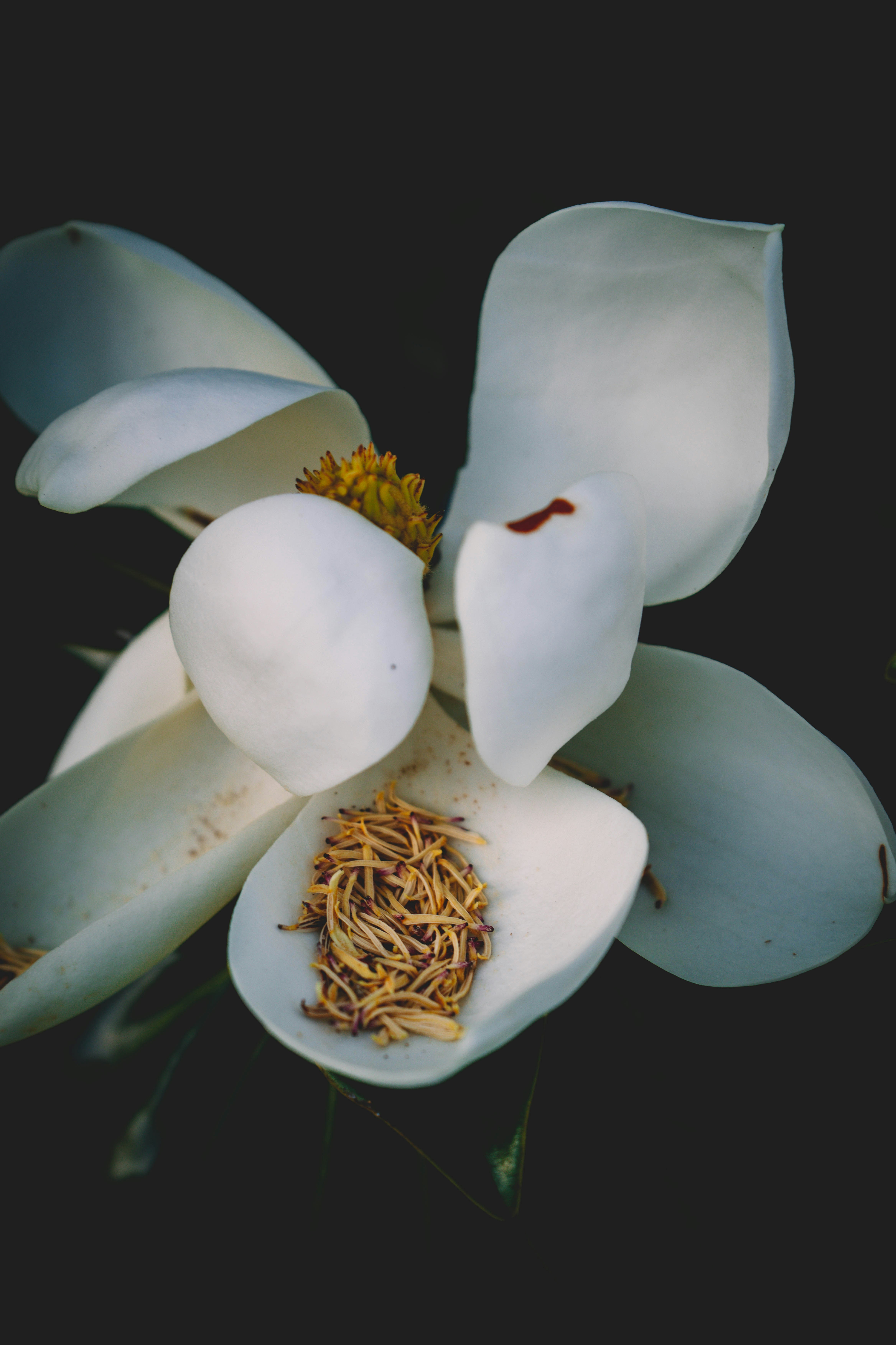 A white magnolia flower with a dark background