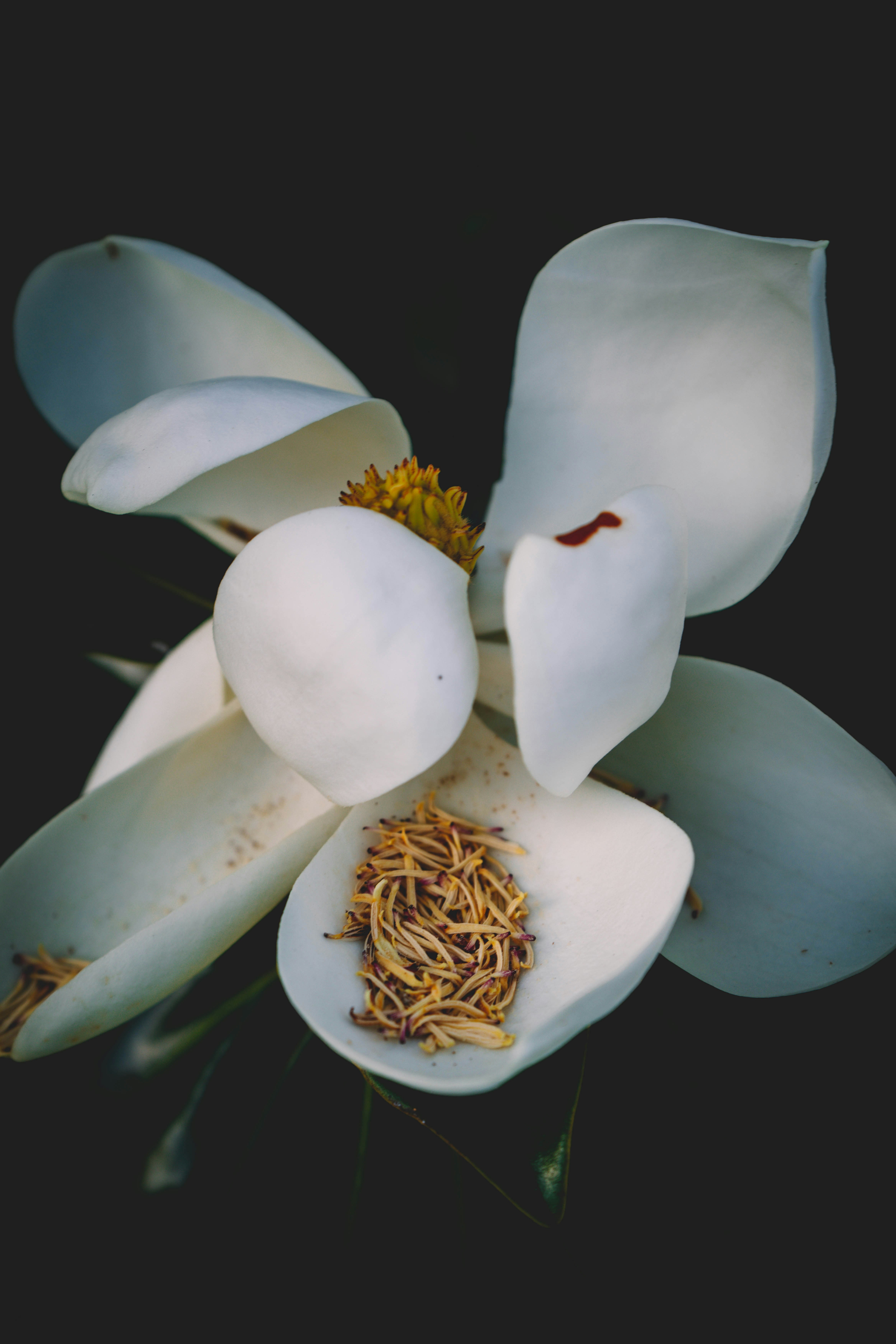 A white magnolia flower with a dark background