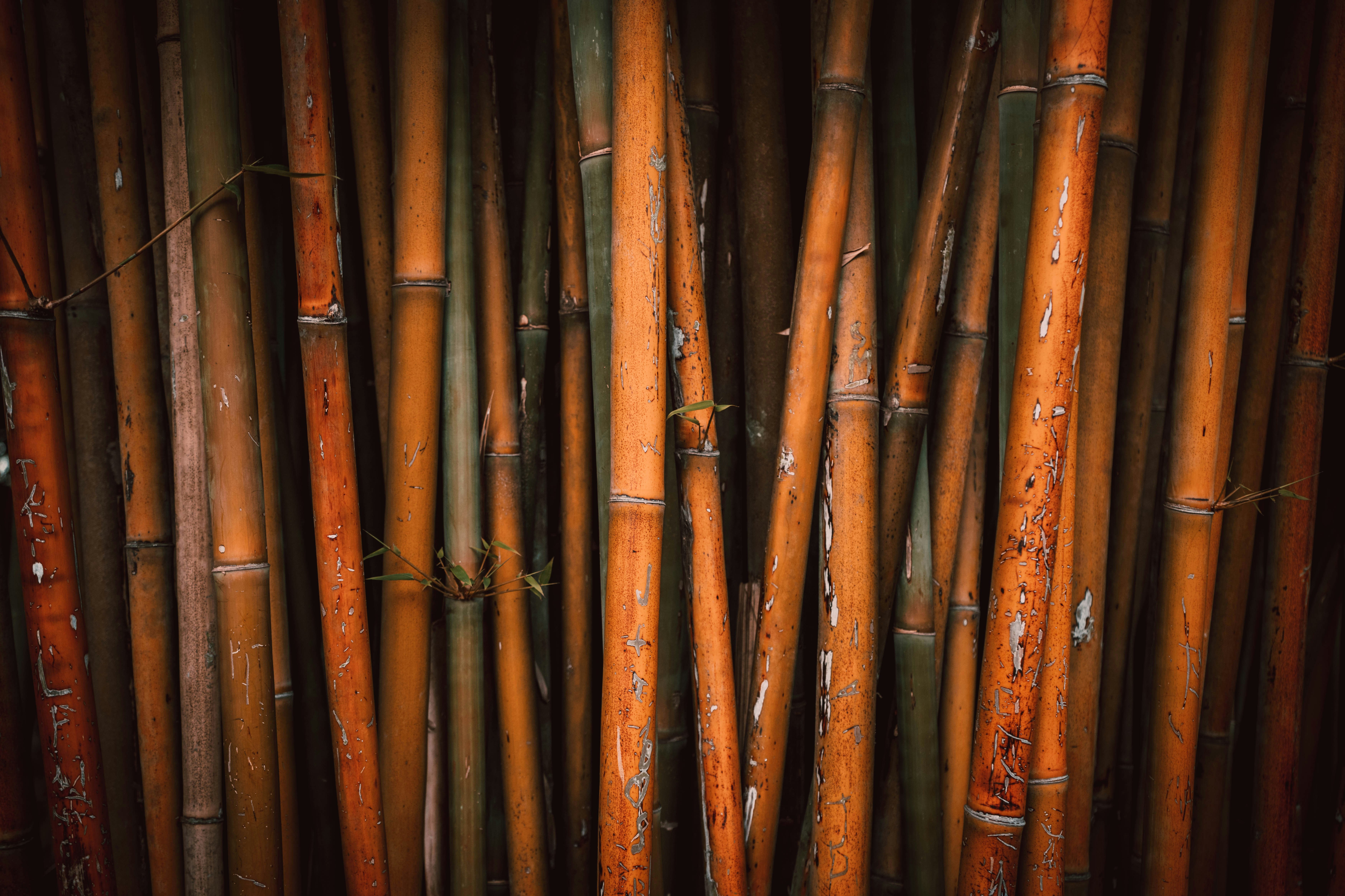 A dense cluster of tall, orange bamboo stalks.