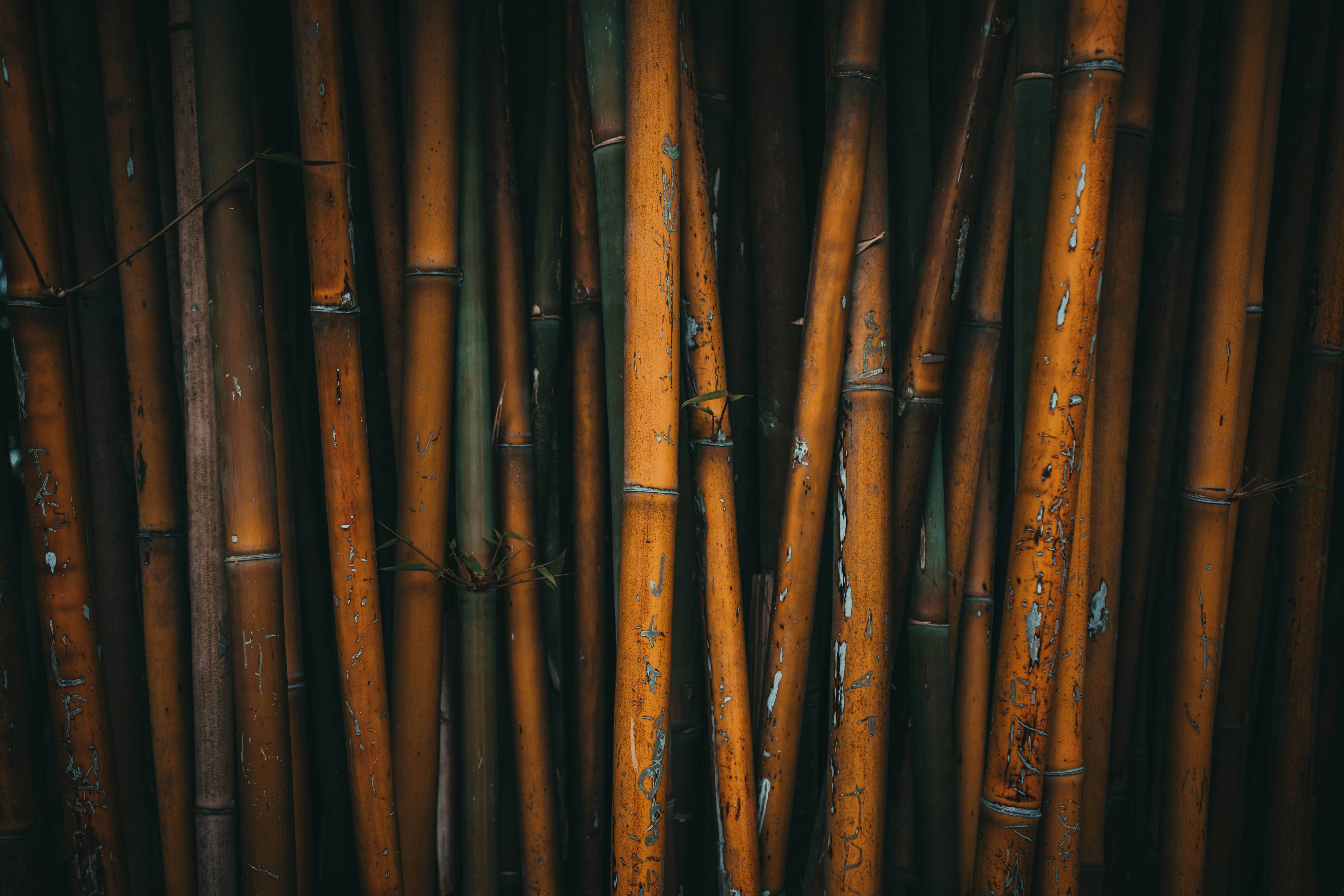 Close-up of dried bamboo stalks in a dark forest.