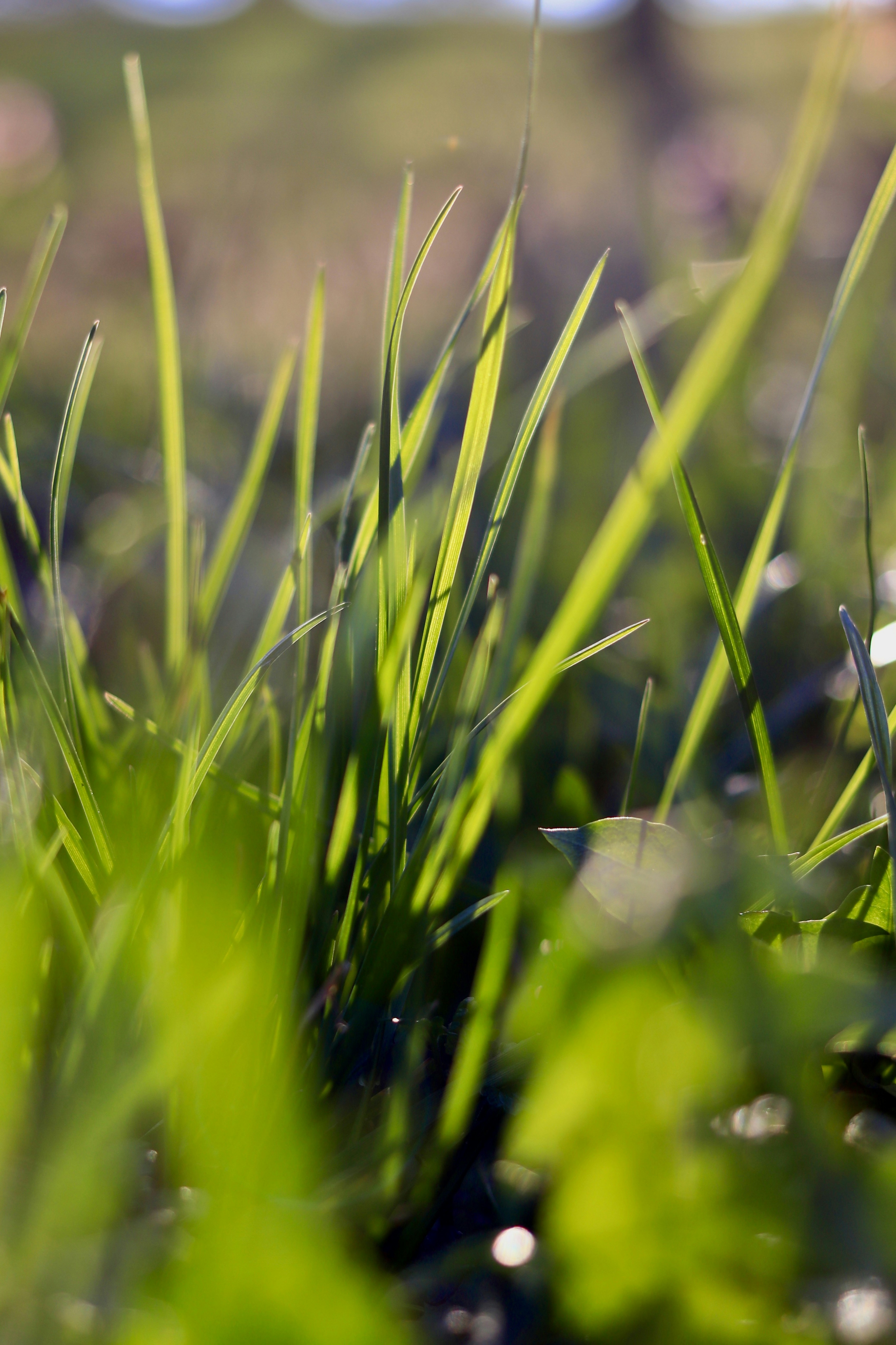 Close-up das lâminas verdes de grama sob a luz do sol