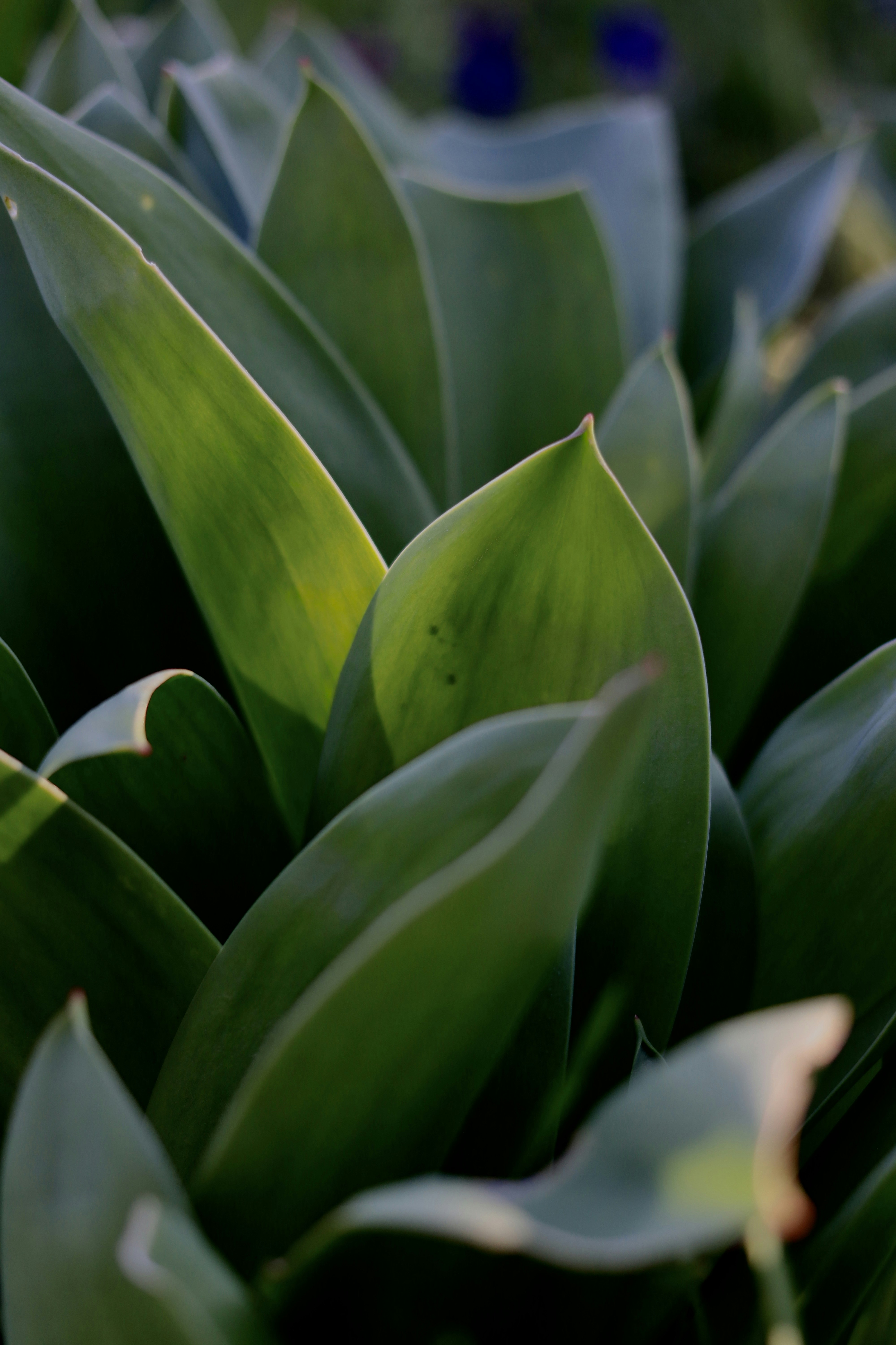 Close de folhas verdes exuberantes com luz suave do sol.