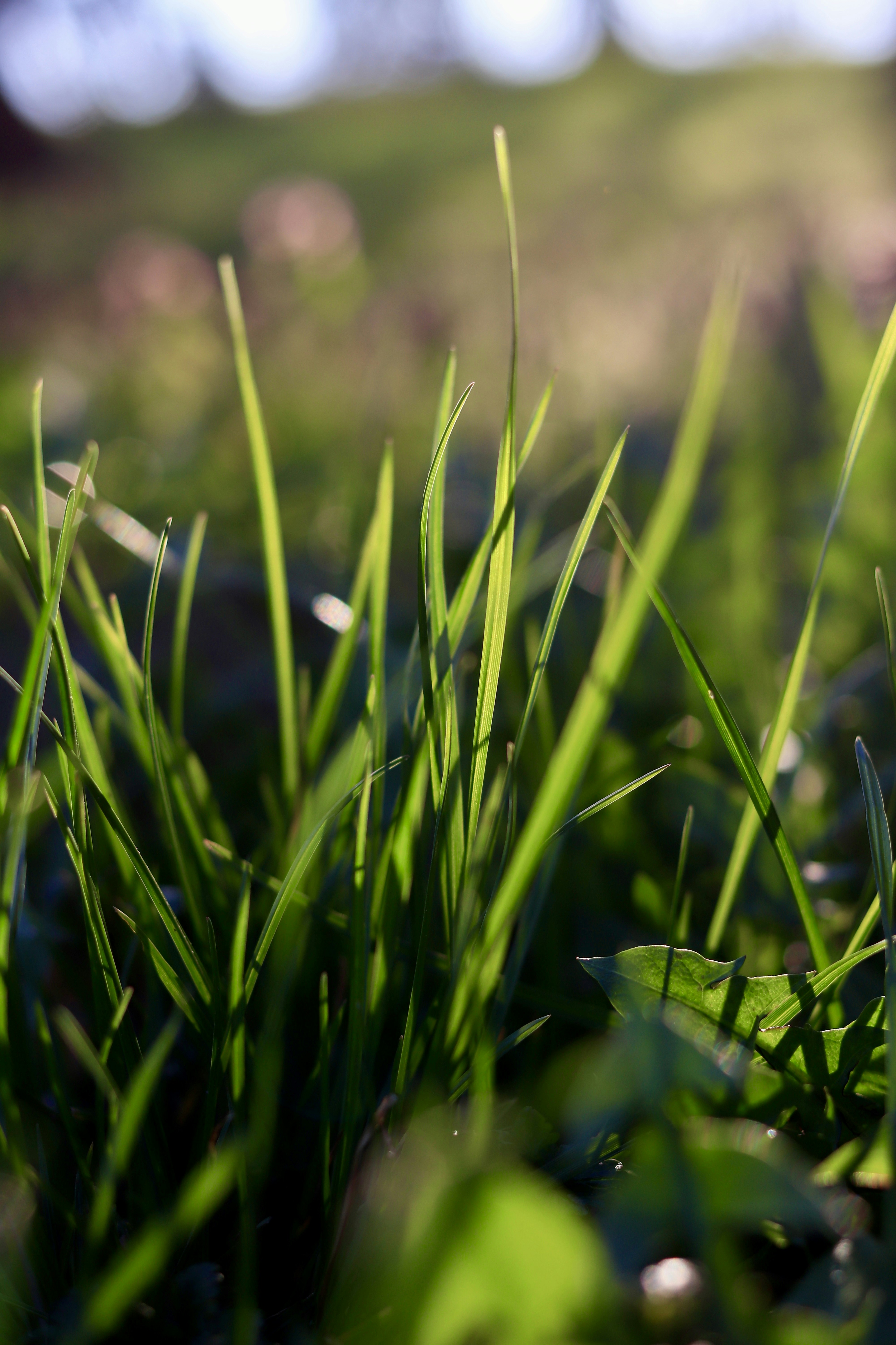 A luz do sol brilha através das lâminas verdes de grama