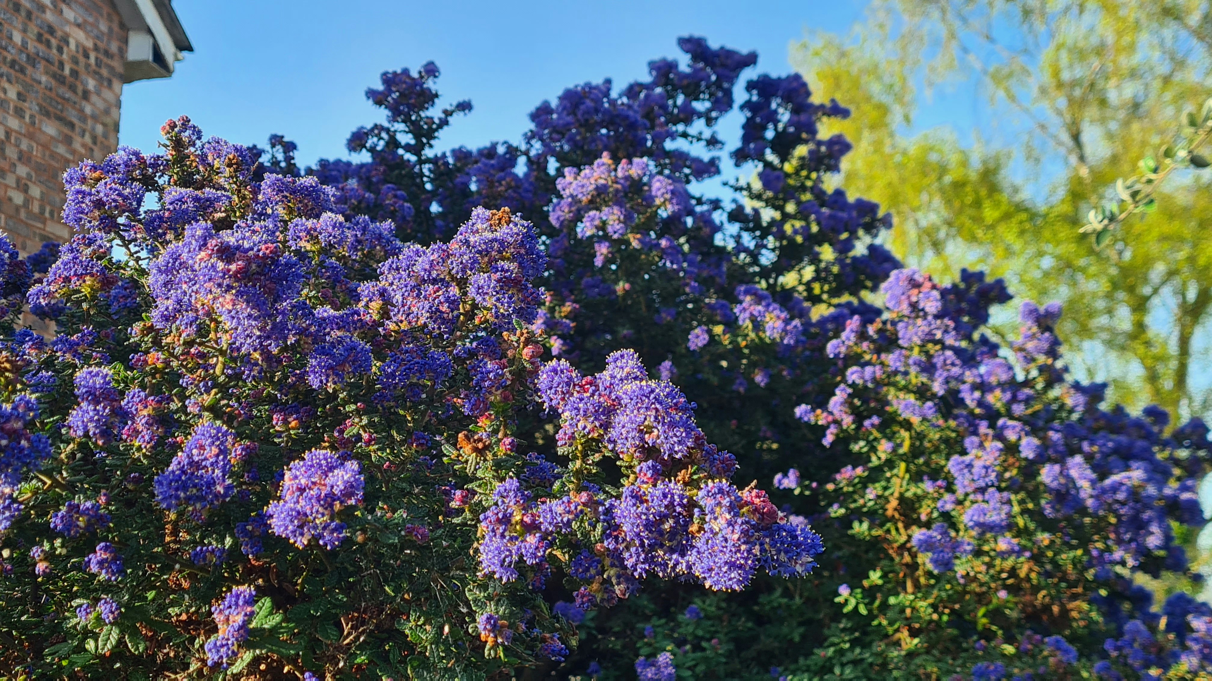 A bush with vibrant purple flowers under a blue sky.